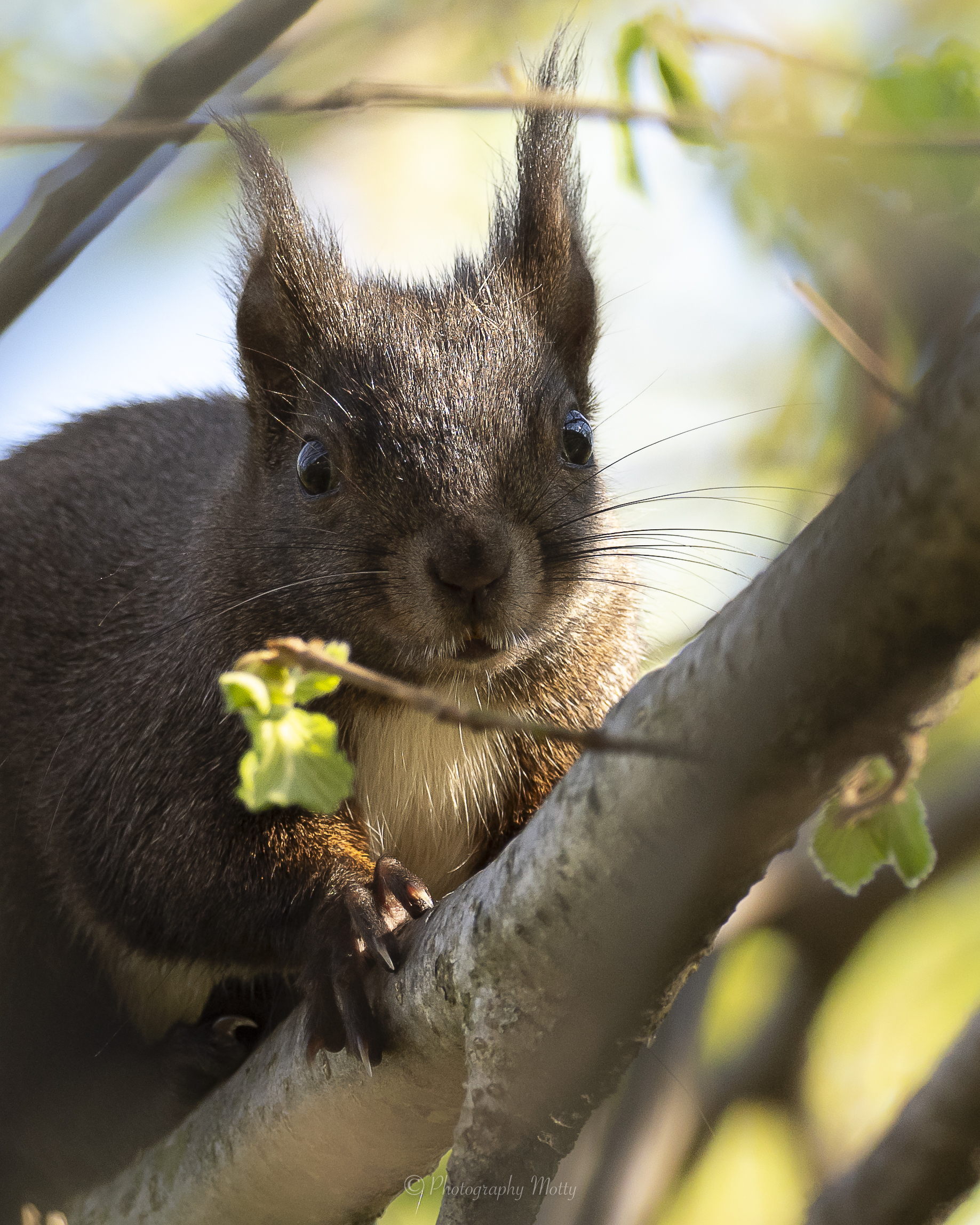 Crafty