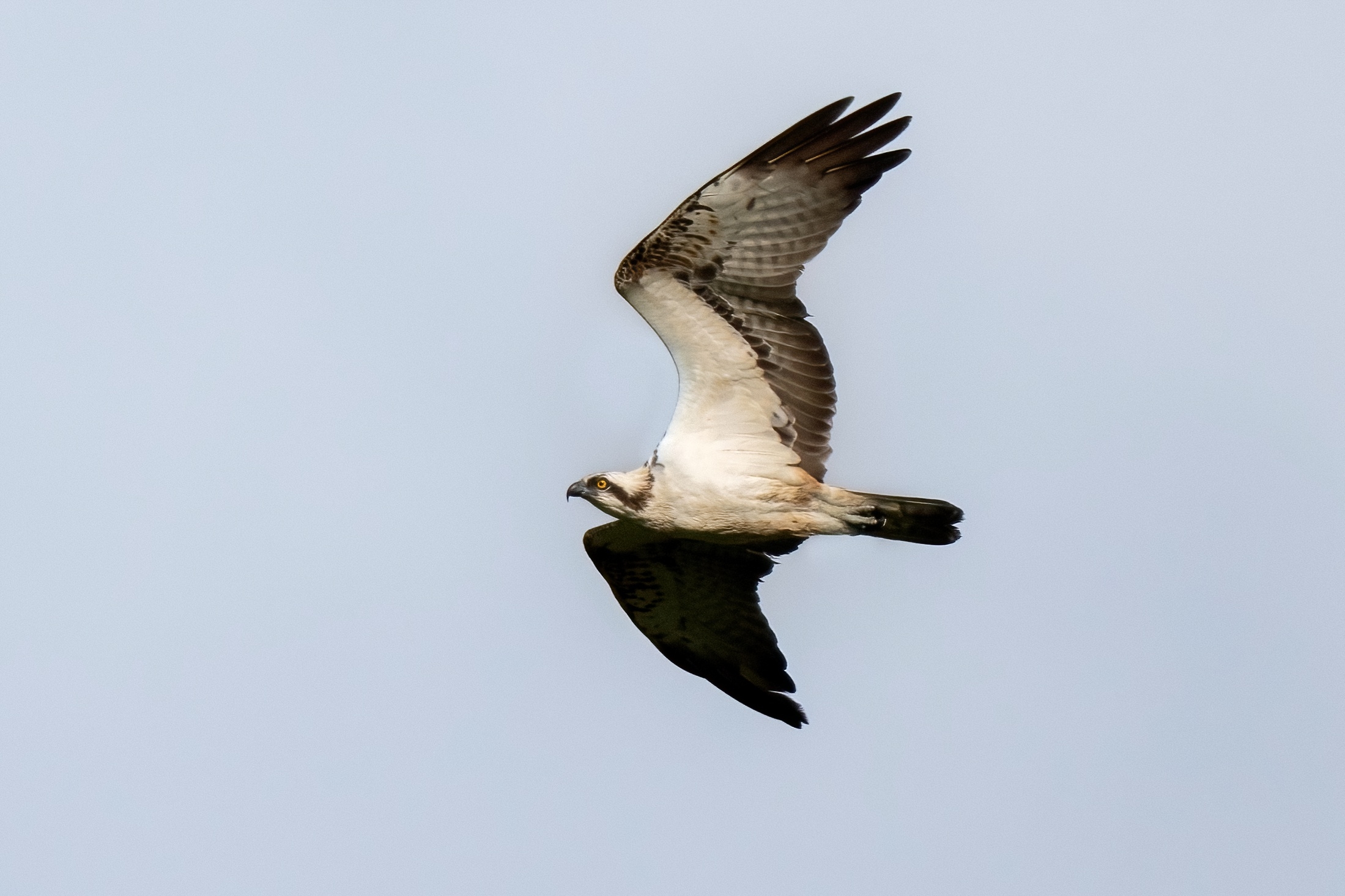 Falco pescatore (Pandion haliaetus)