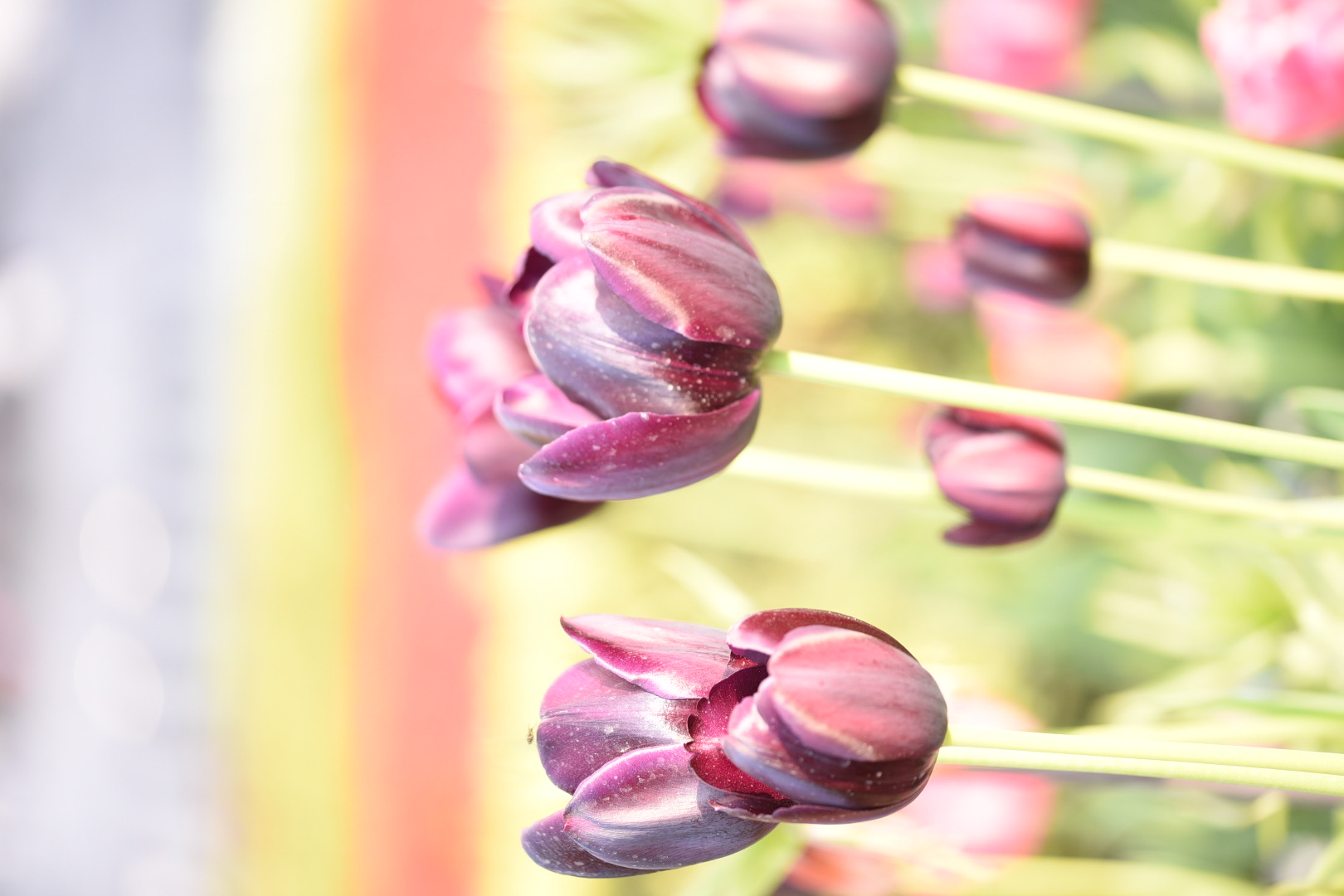 Tulipani