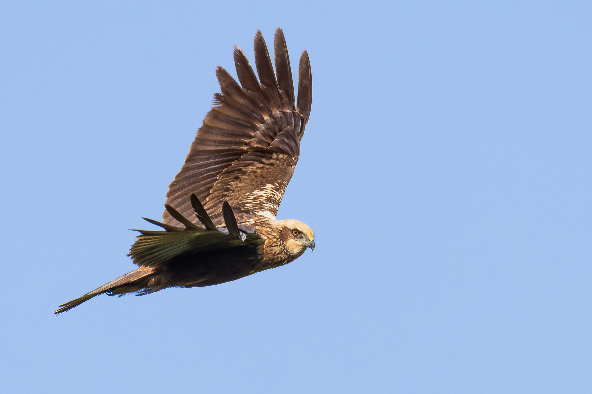 falco di palude f.