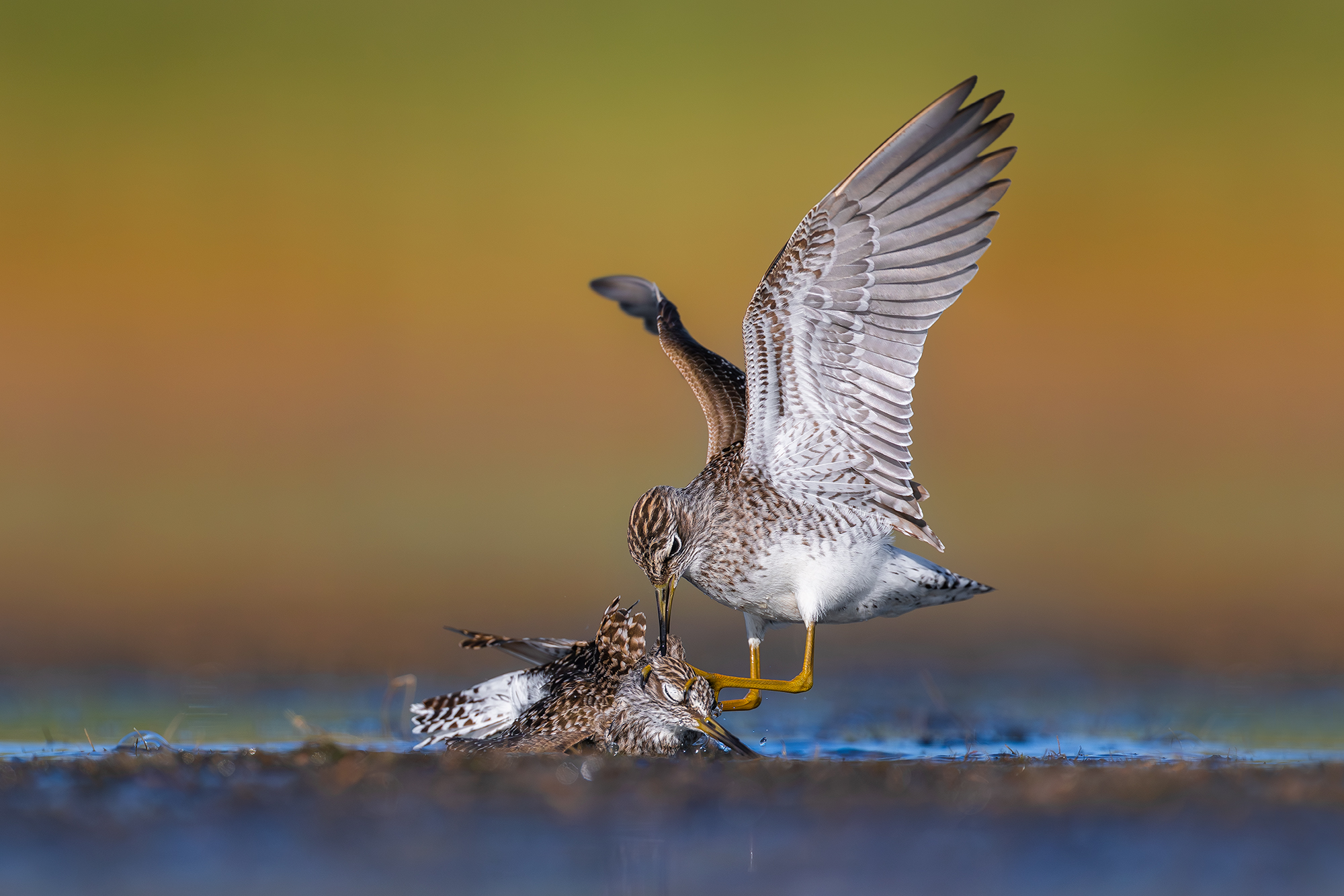Wood Sandpiper