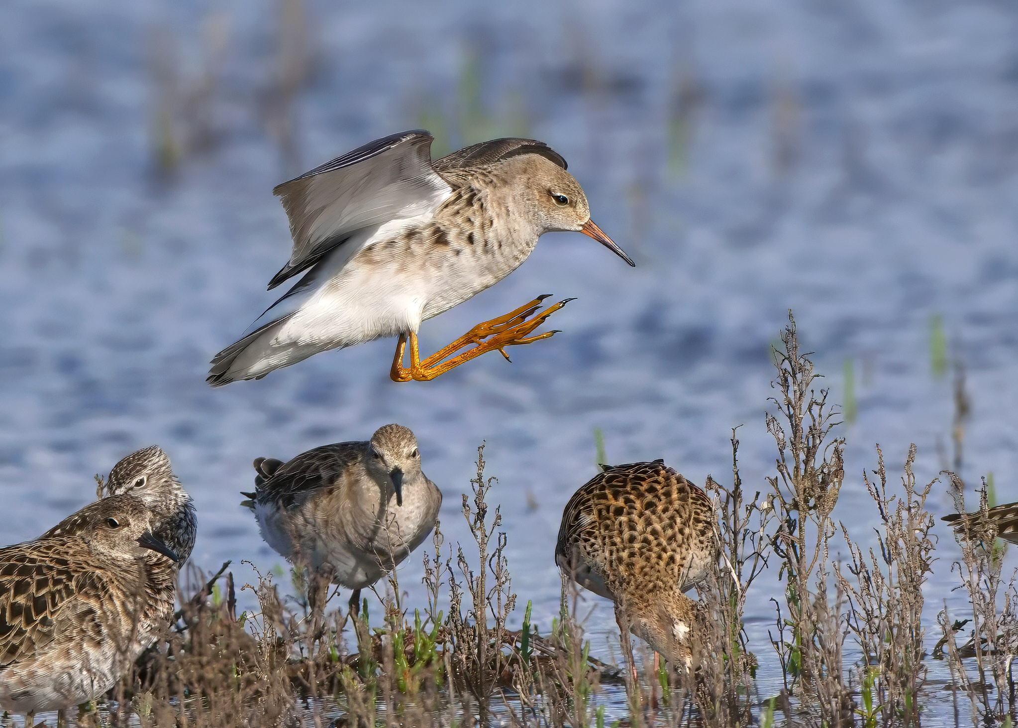 Combattente (Calidris pugnax)