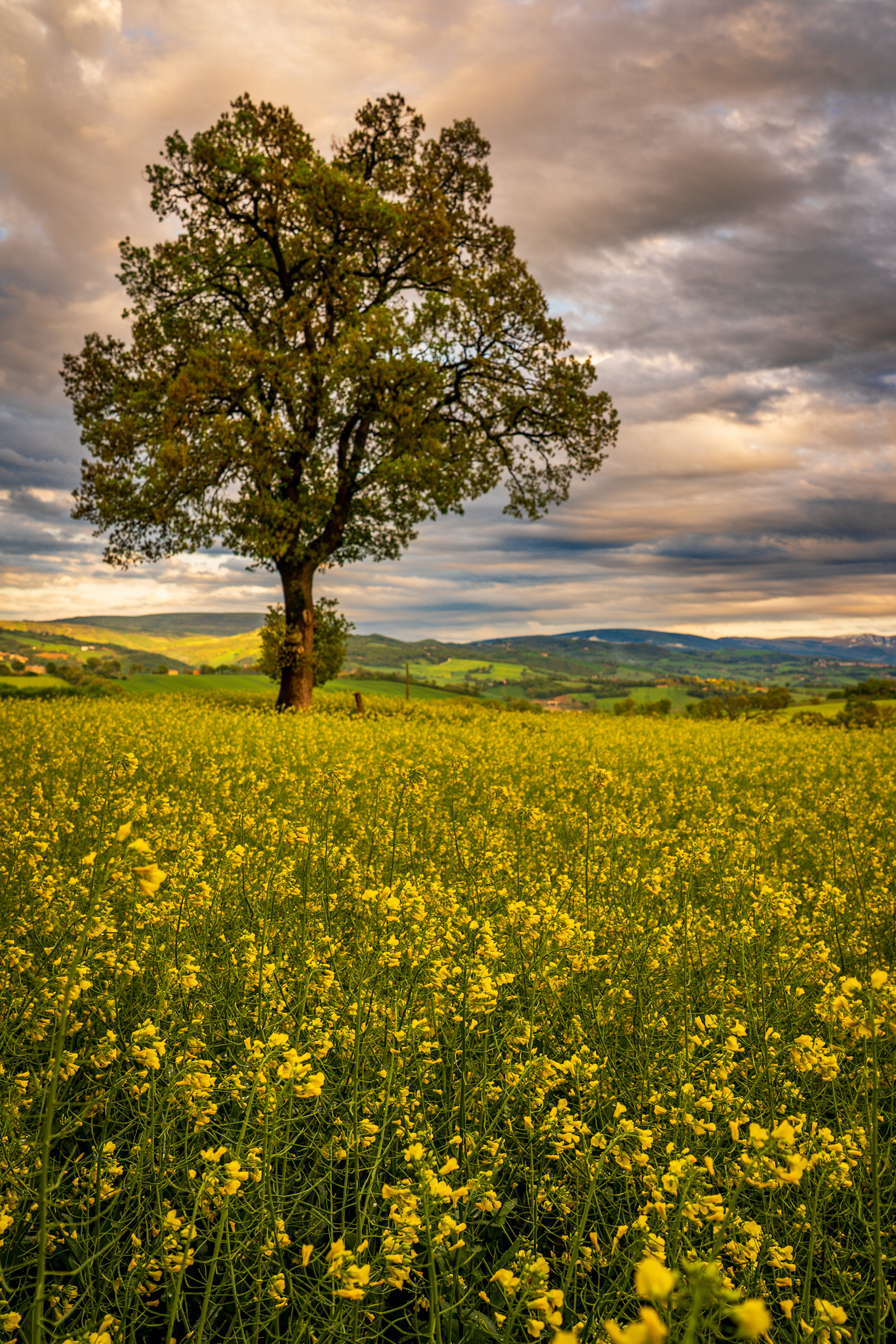 Primavera nei campi