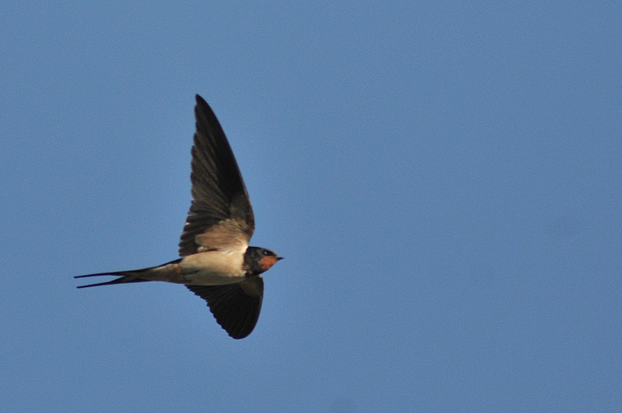 Swallow