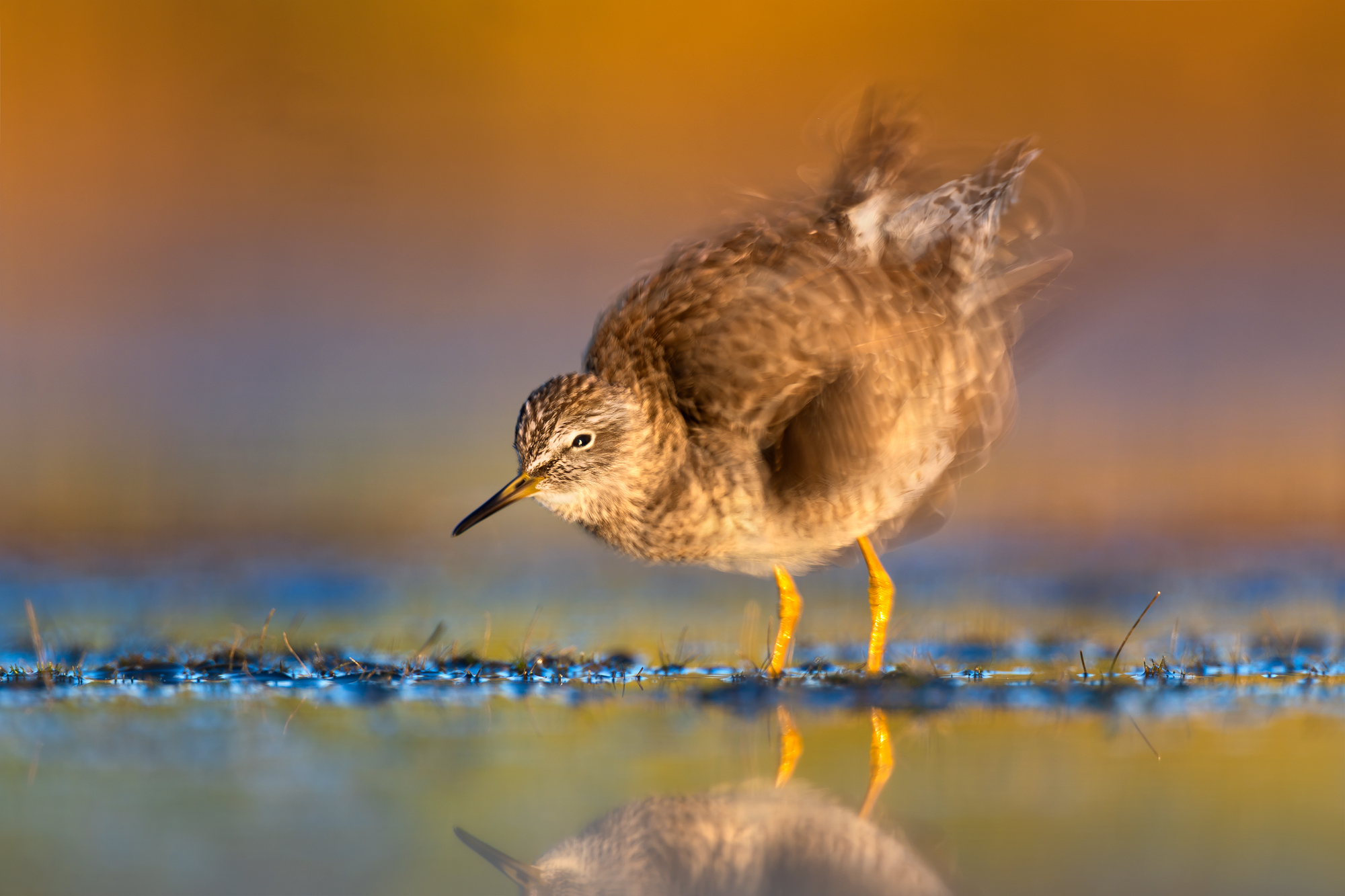 Wood Sandpiper
