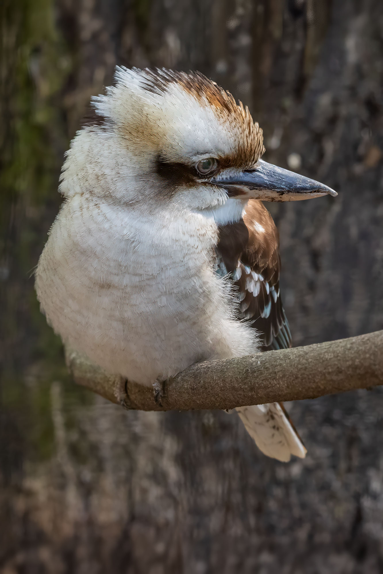 Australian Kookaburra