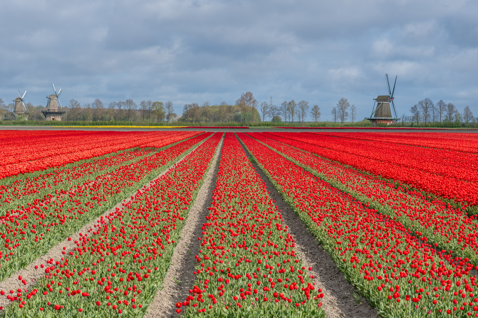 Tulips