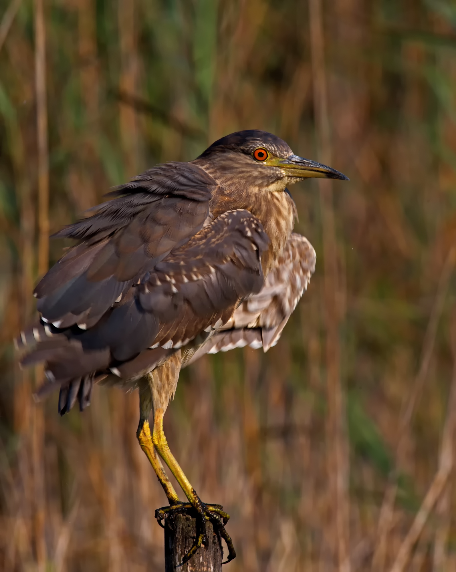 Night Heron ......