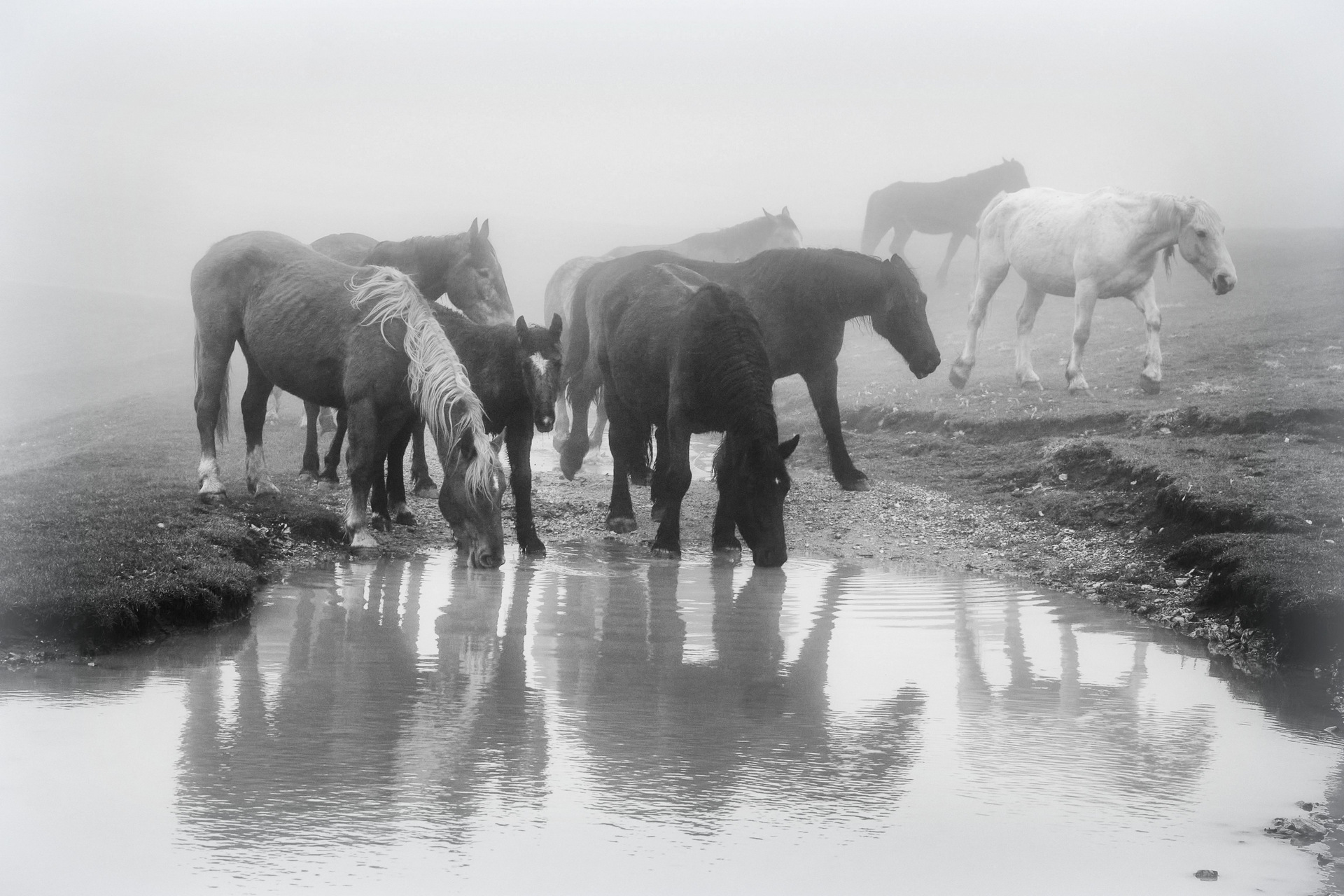 Sibillini Mountains - Horses in the fog