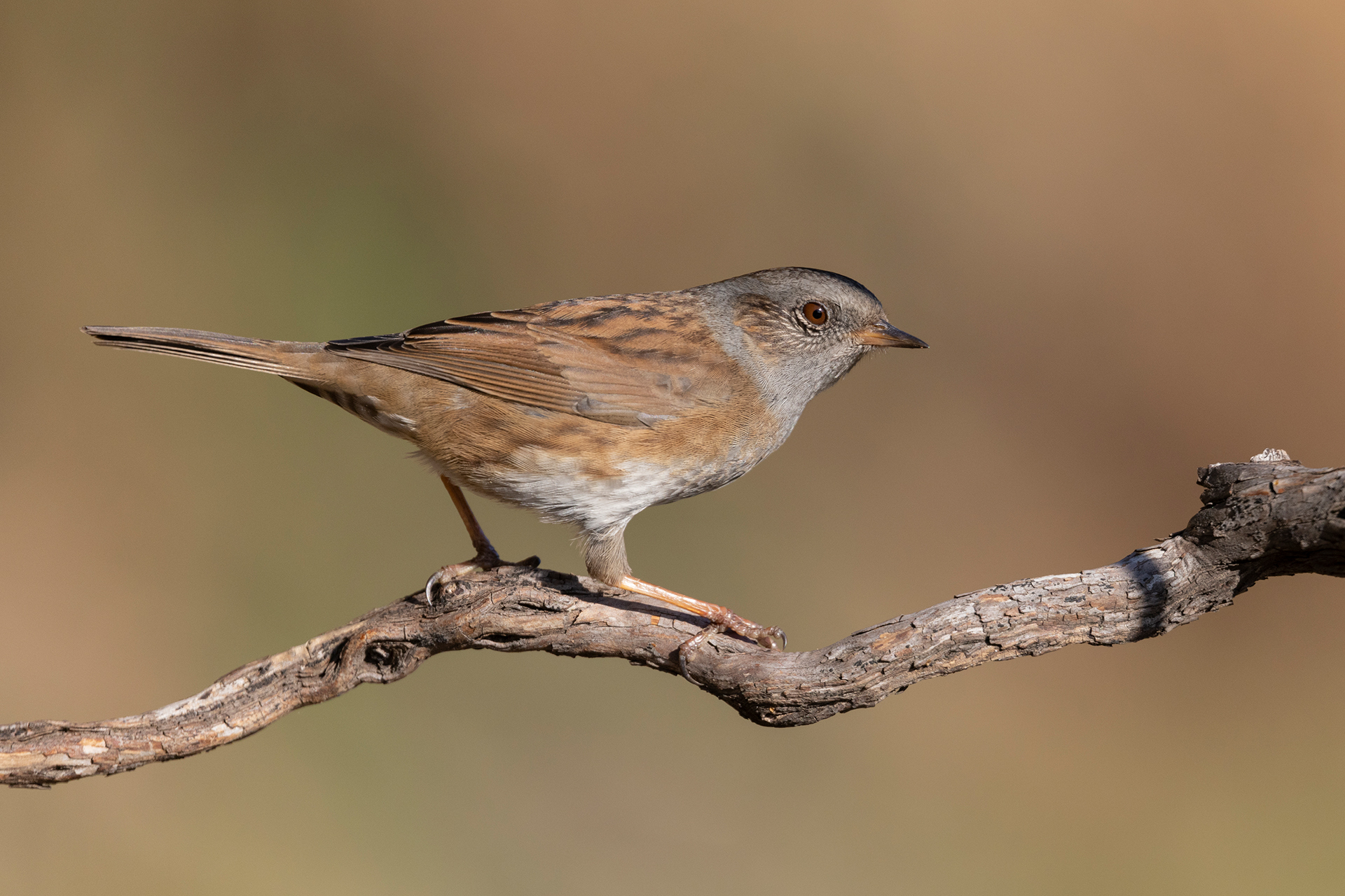 Passera scopaiola