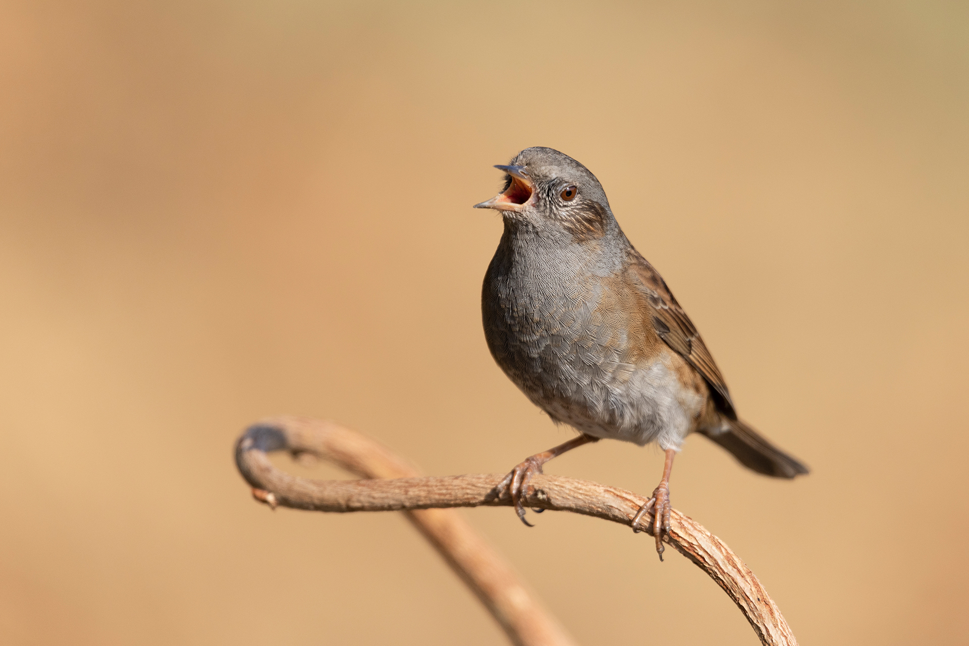 Passera scopaiola