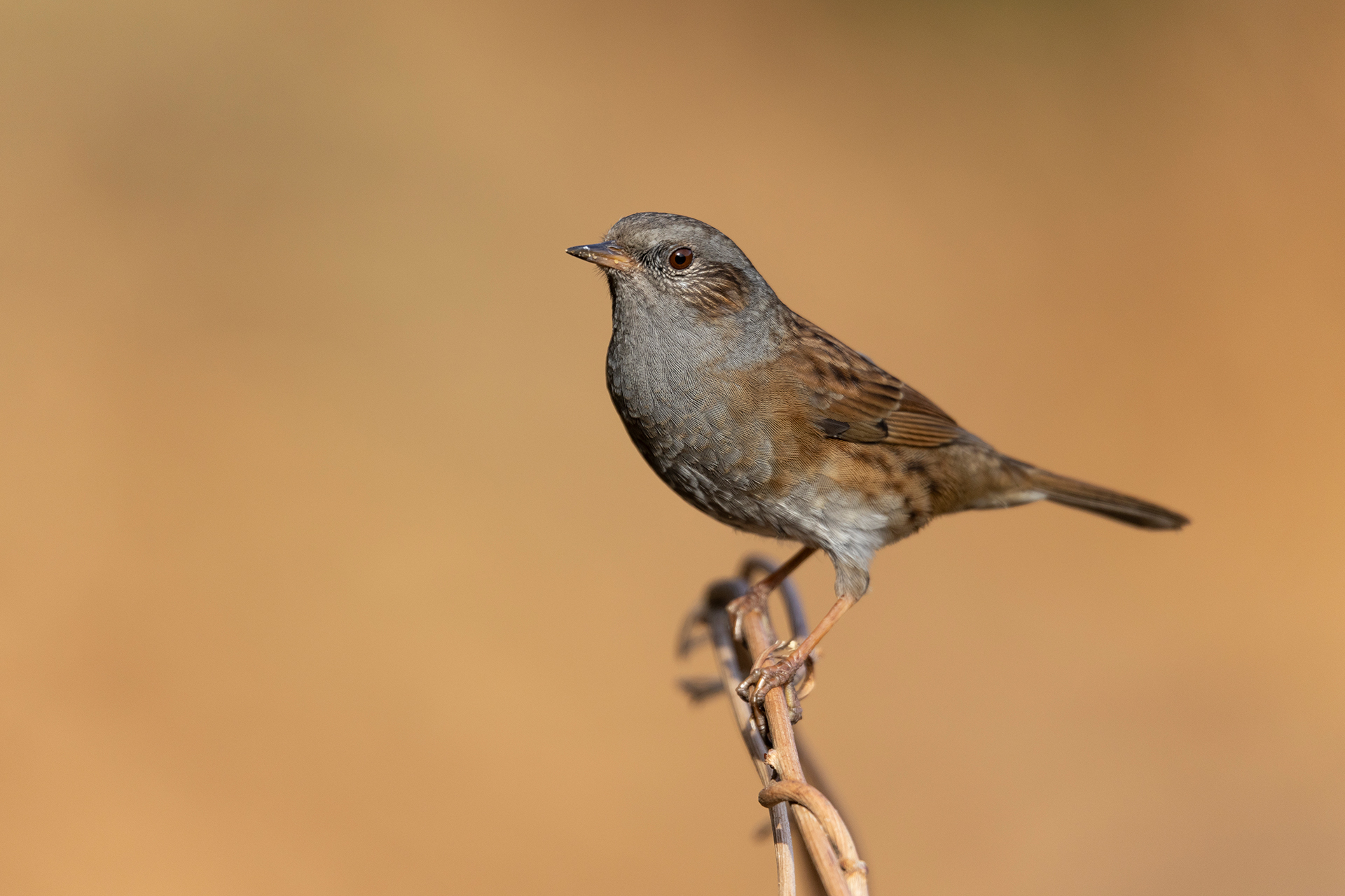 Passera scopaiola