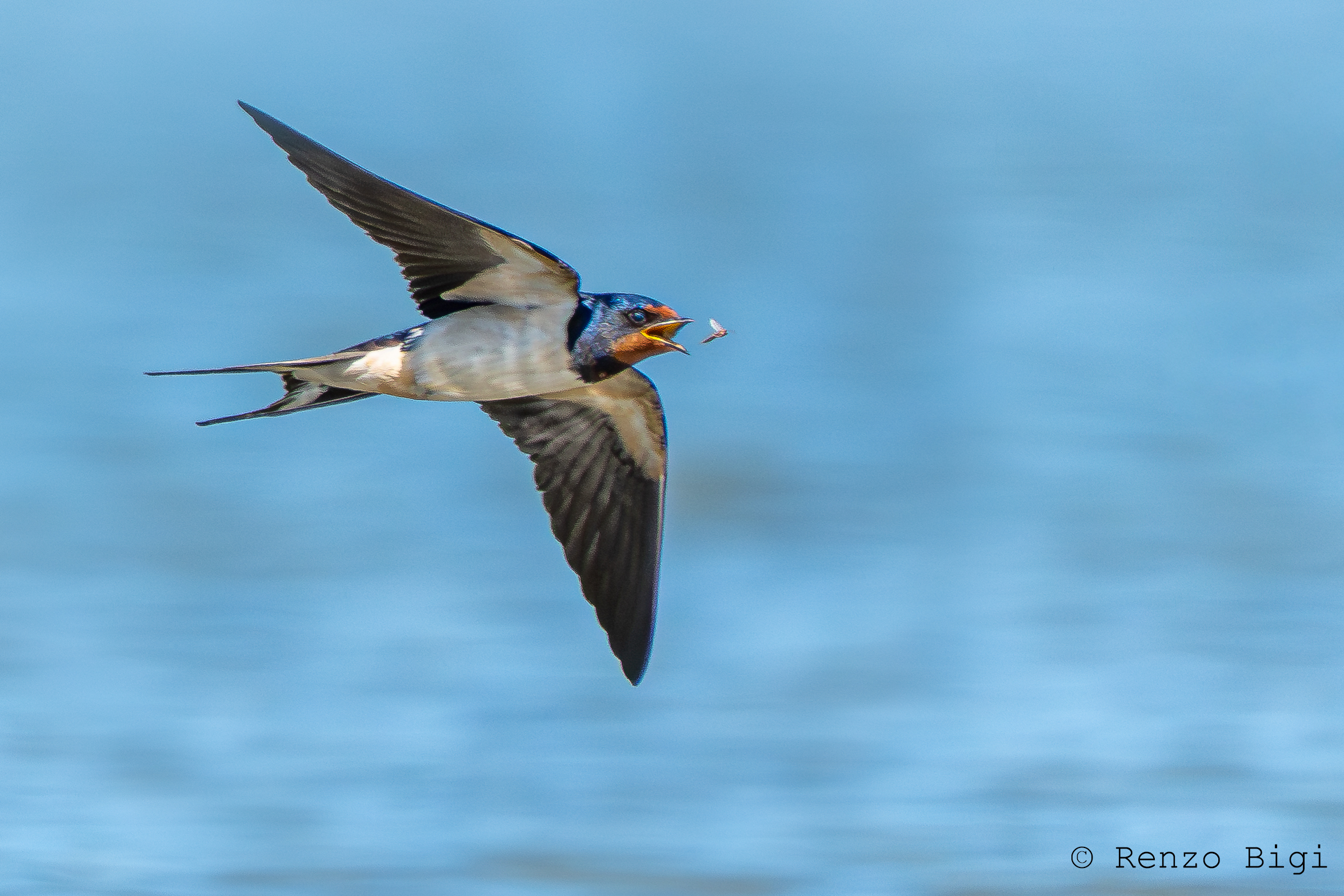 Swallow