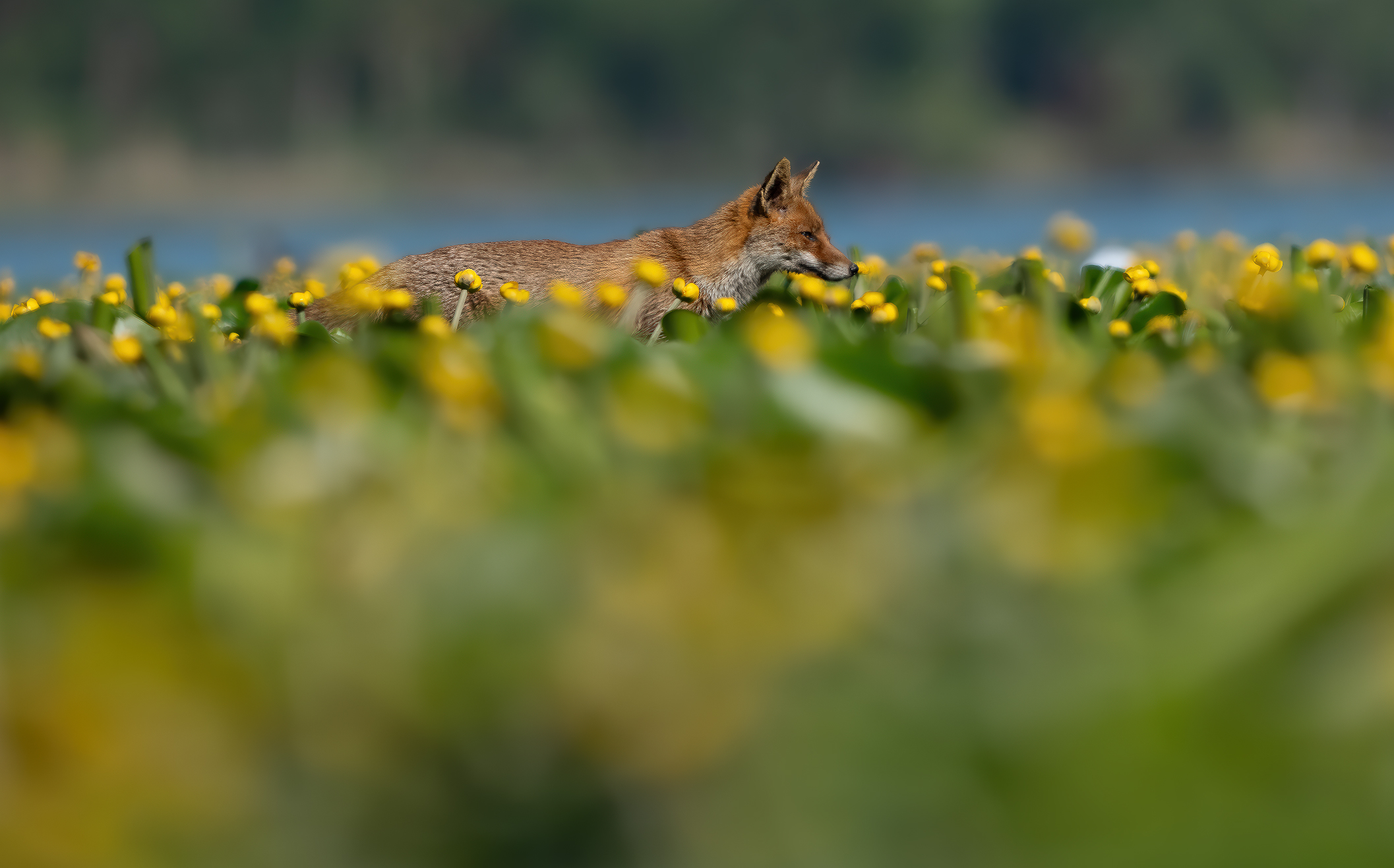 Fox on carpet of nymphs