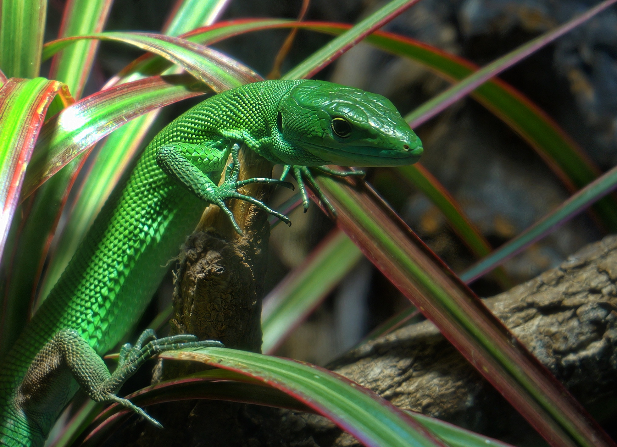 Varanus Prasinus (Varano Smeraldo)