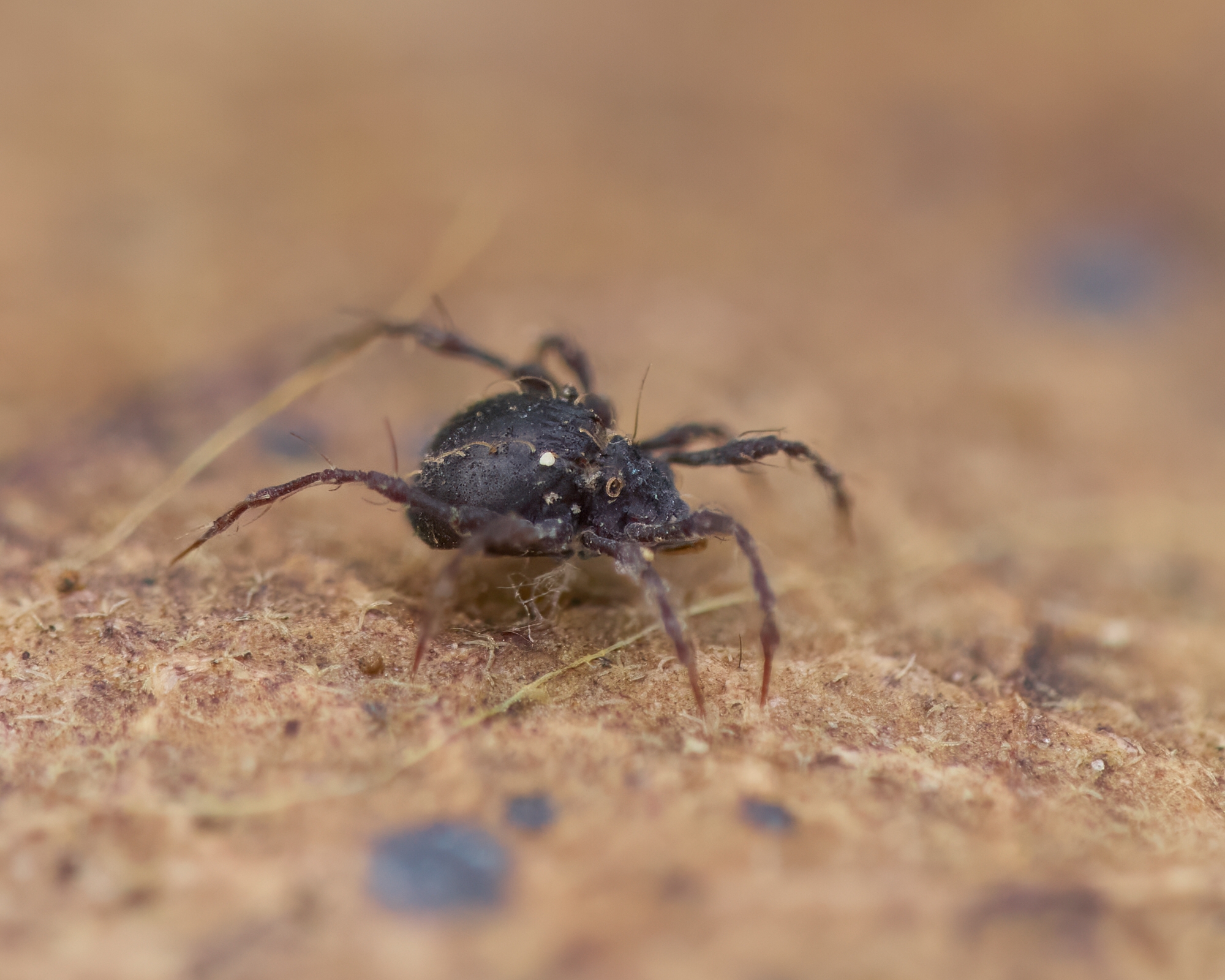 Damaeus sp.