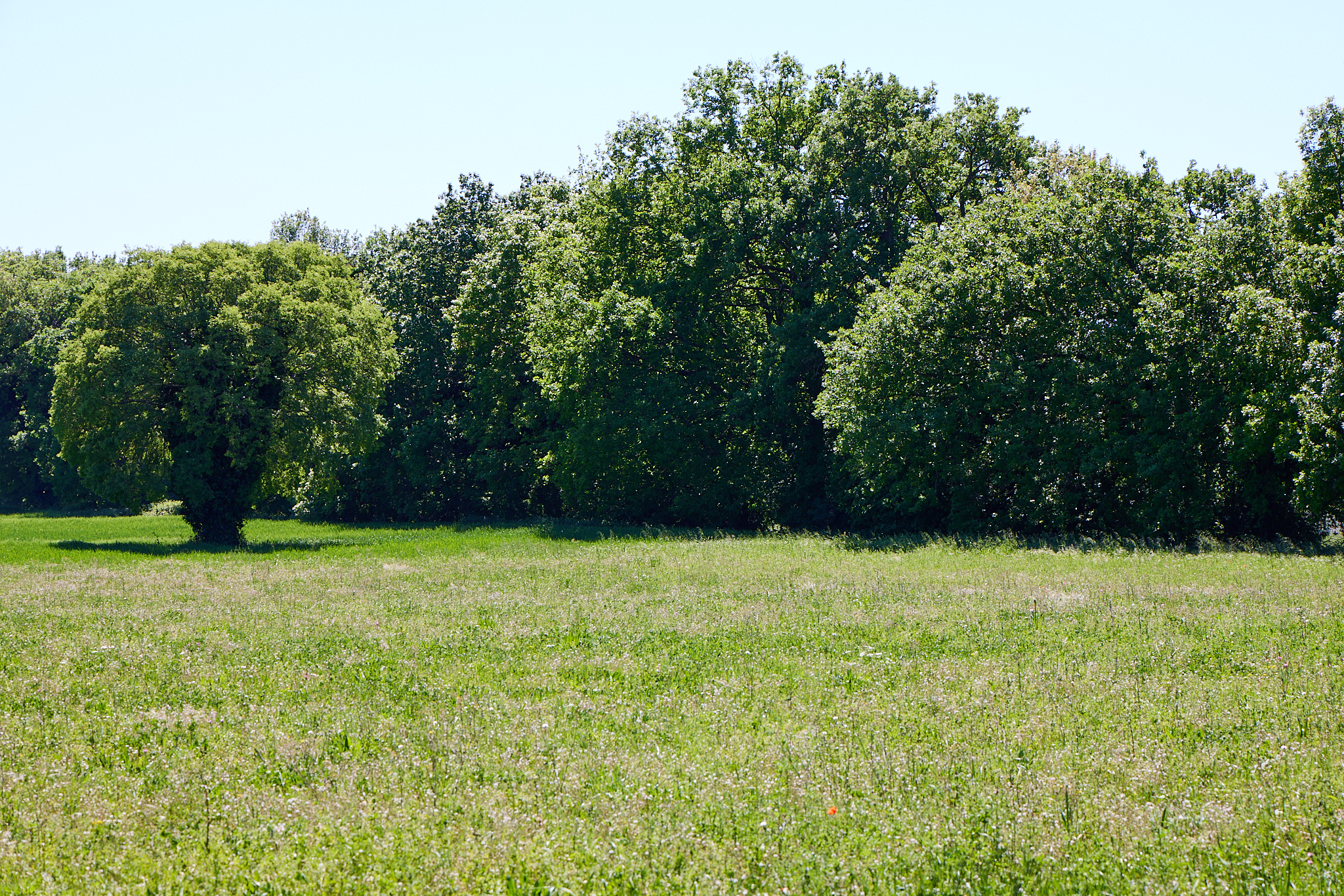 Albero Libero