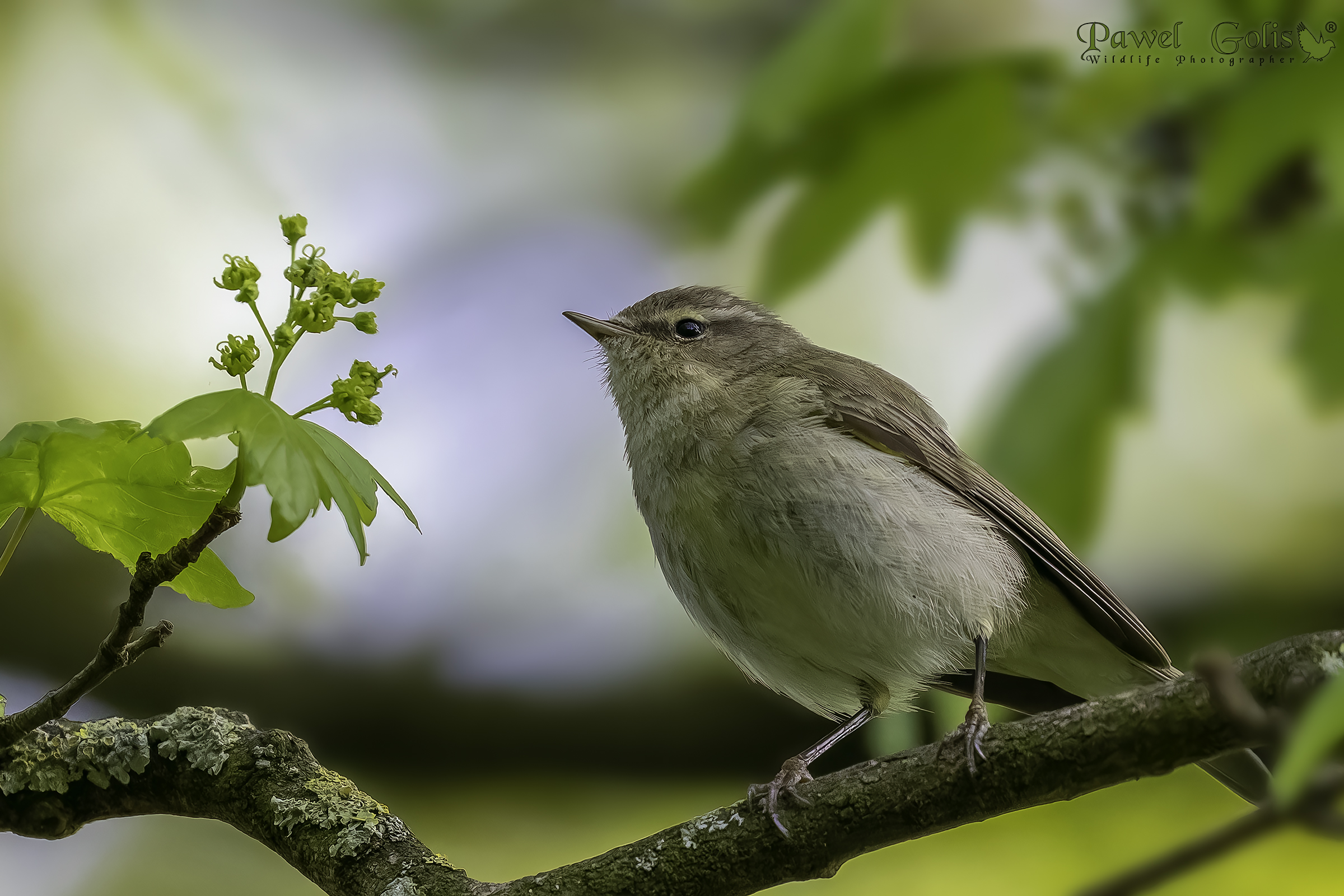 Common chiffchaaff (Phylloscopus collybita)
