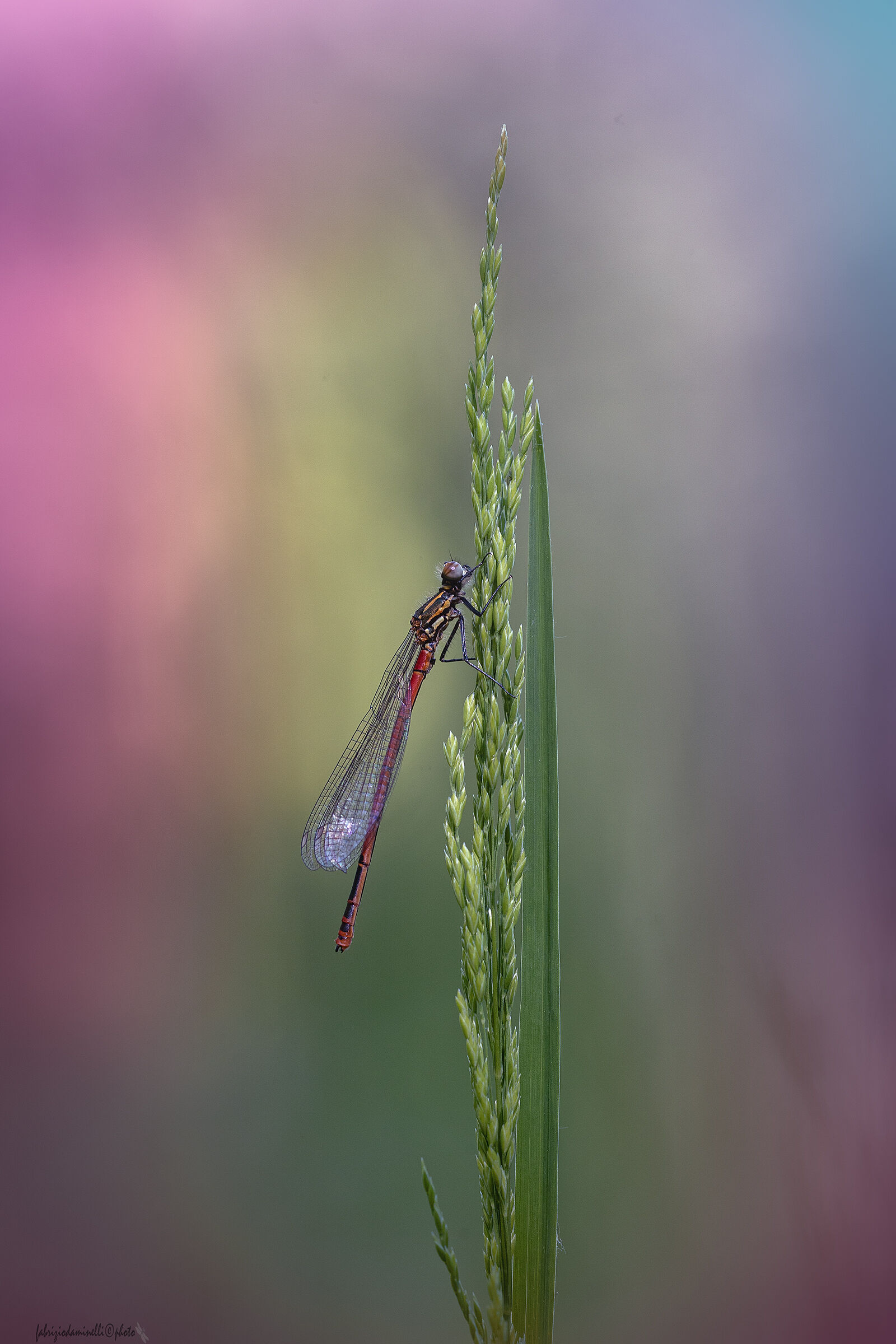 Pyrrhosoma nymphula