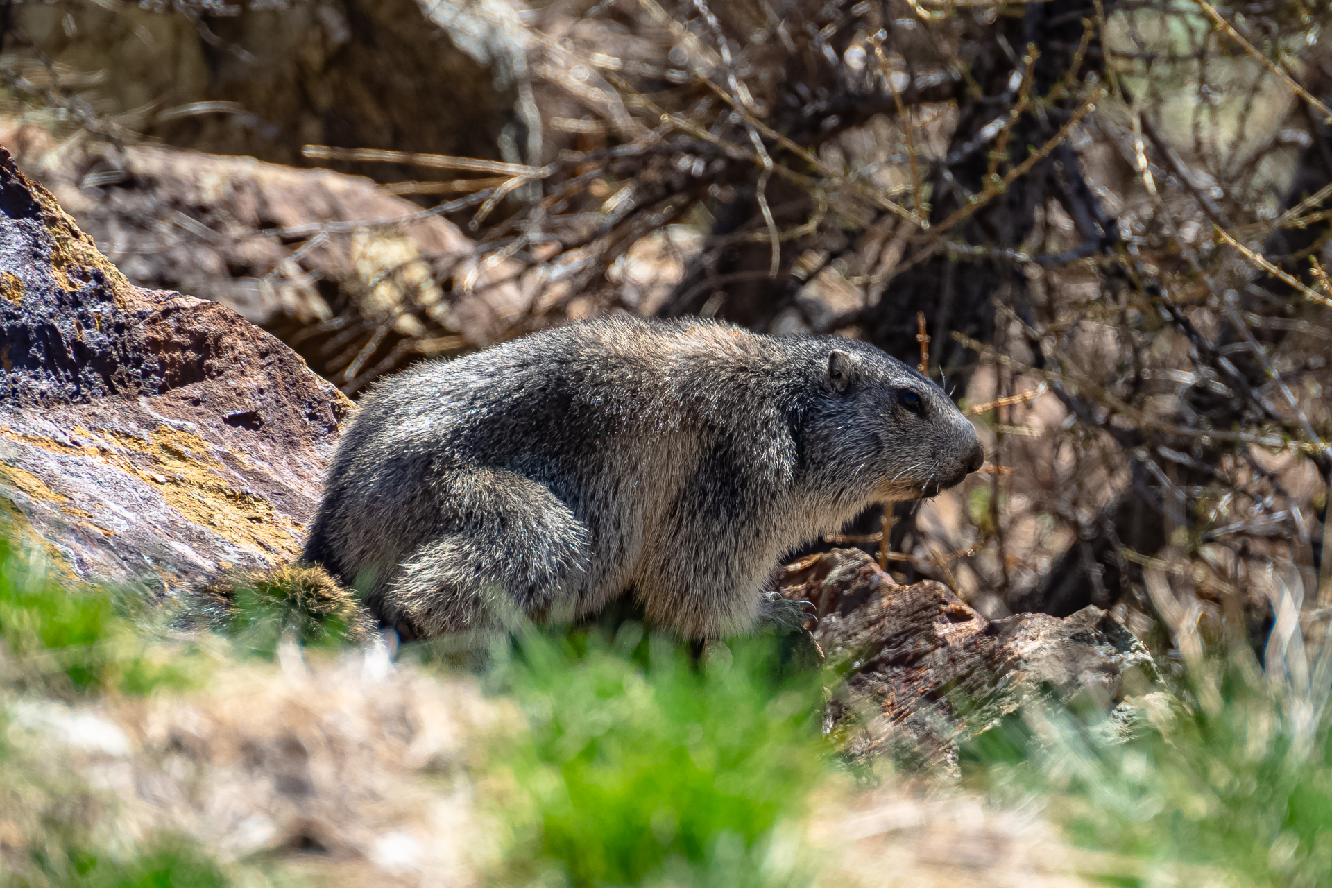 Groundhog