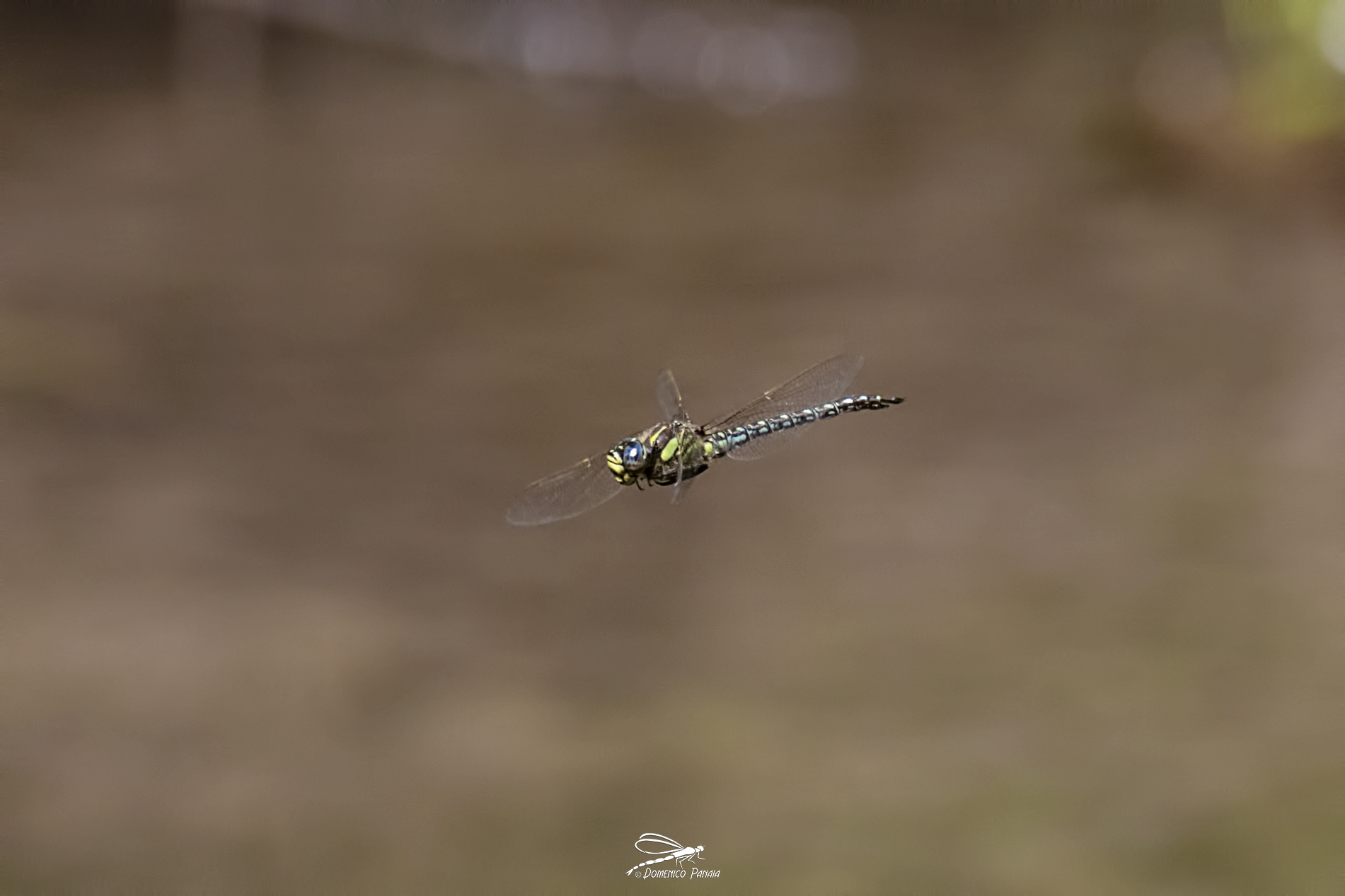 Brachytron Pratense