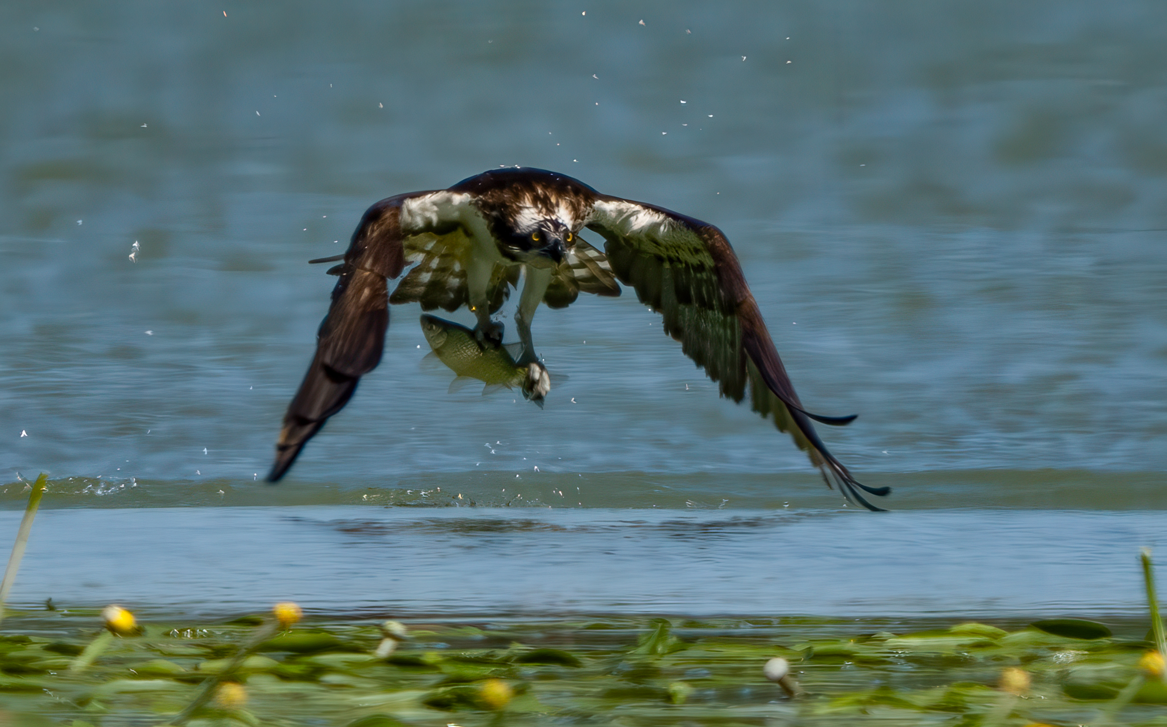 Osprey with prey