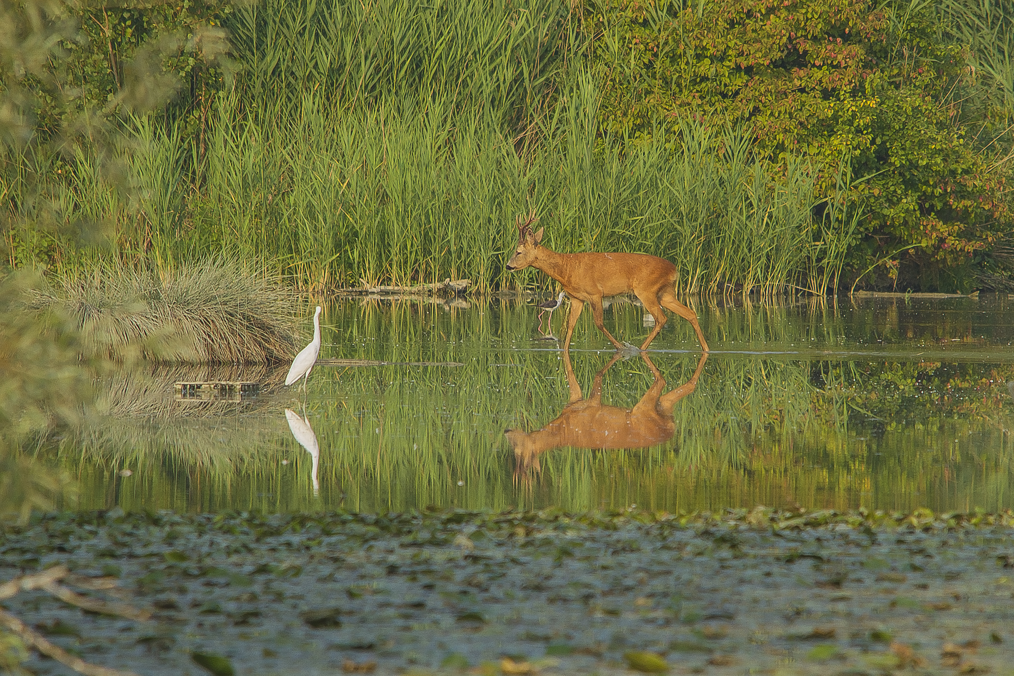 Roe deer in Torrile.
