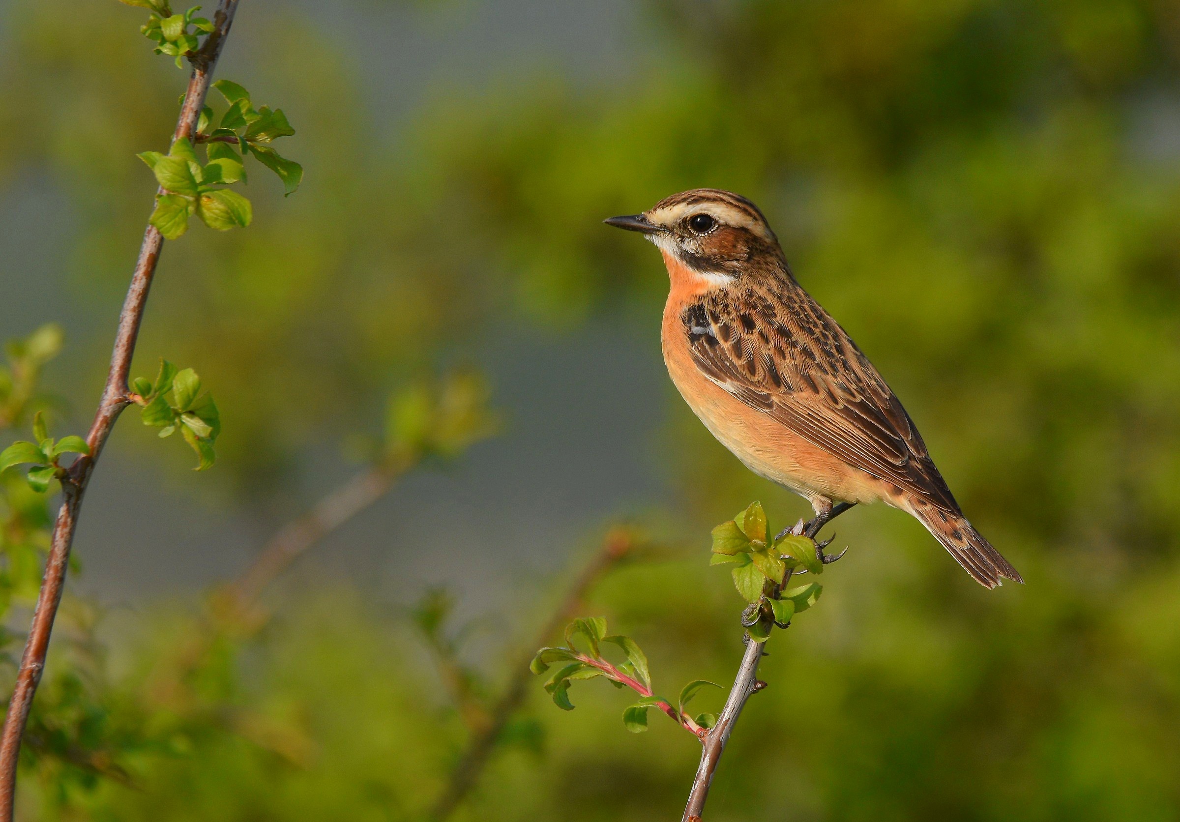Whinchat