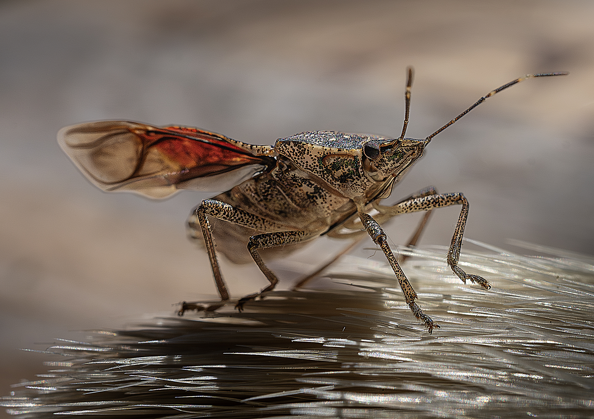 Common stink bug