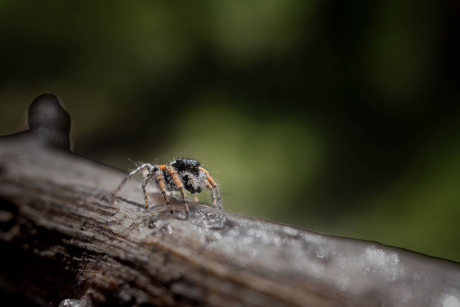 Philaeus chrysops