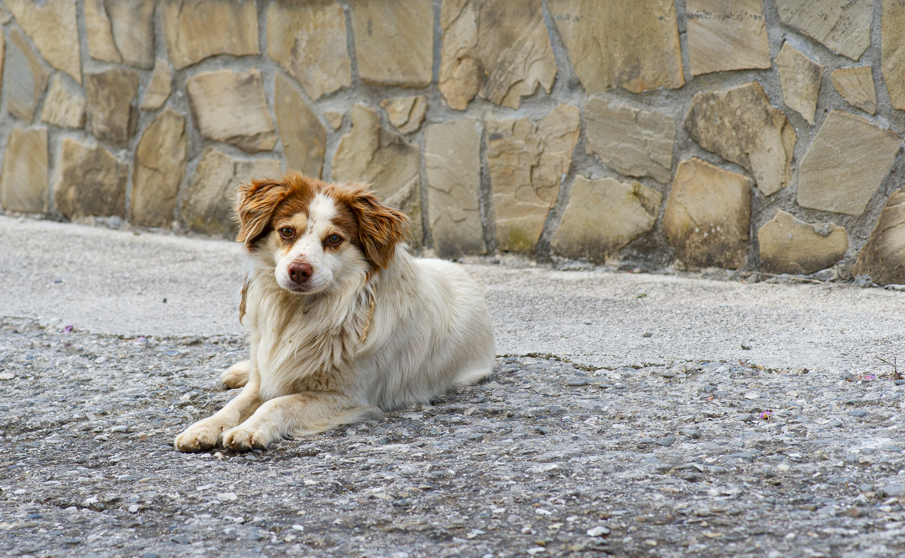 Jack