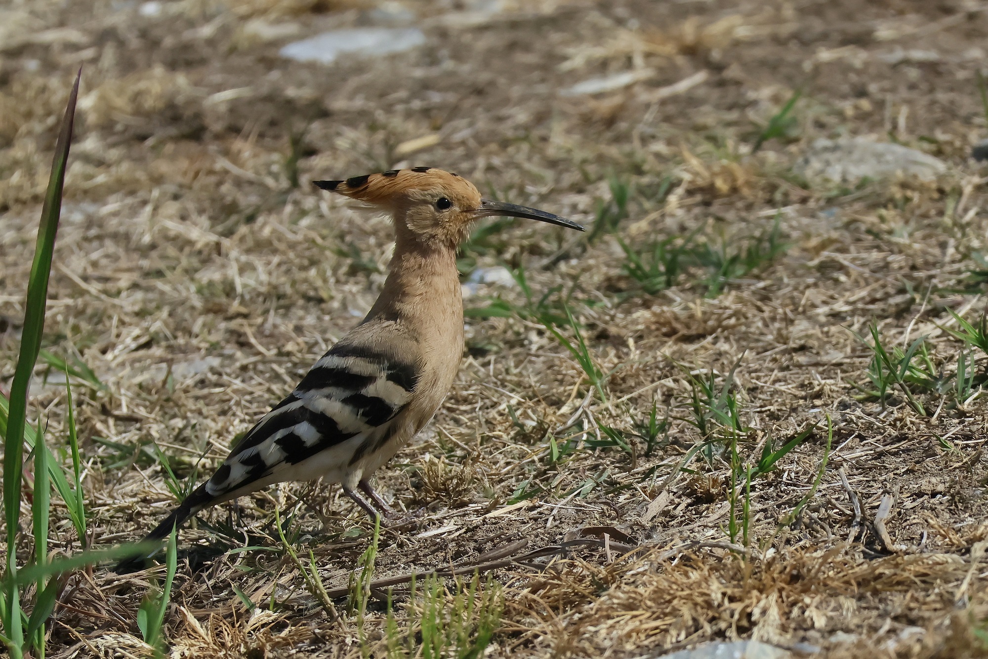 HOOPOE..... is his period