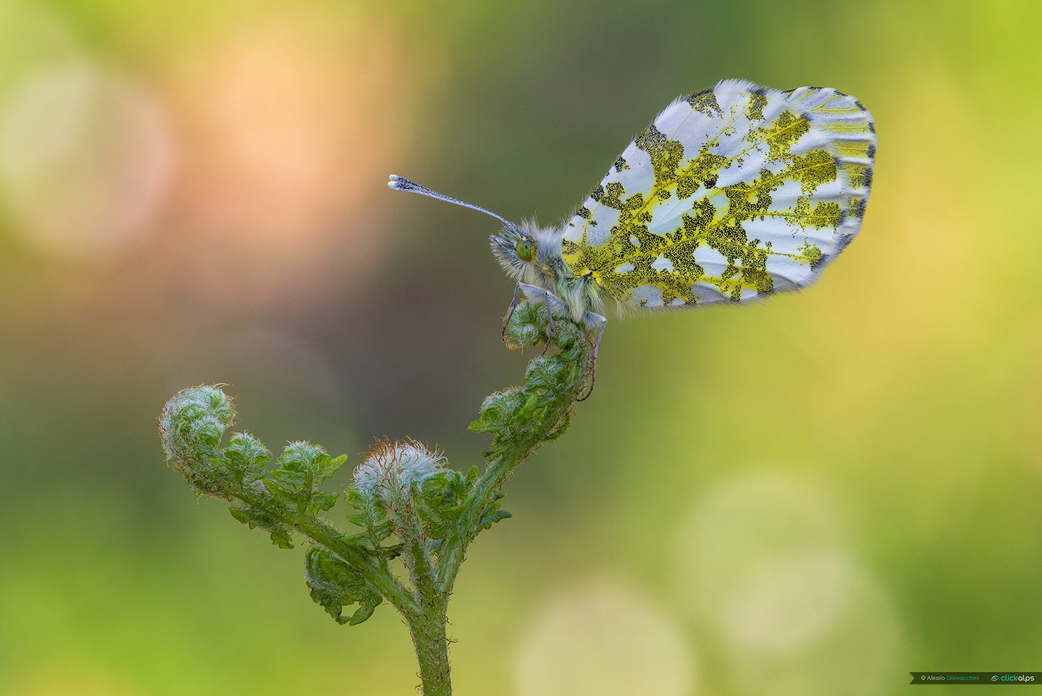 Anthocharis cardamines