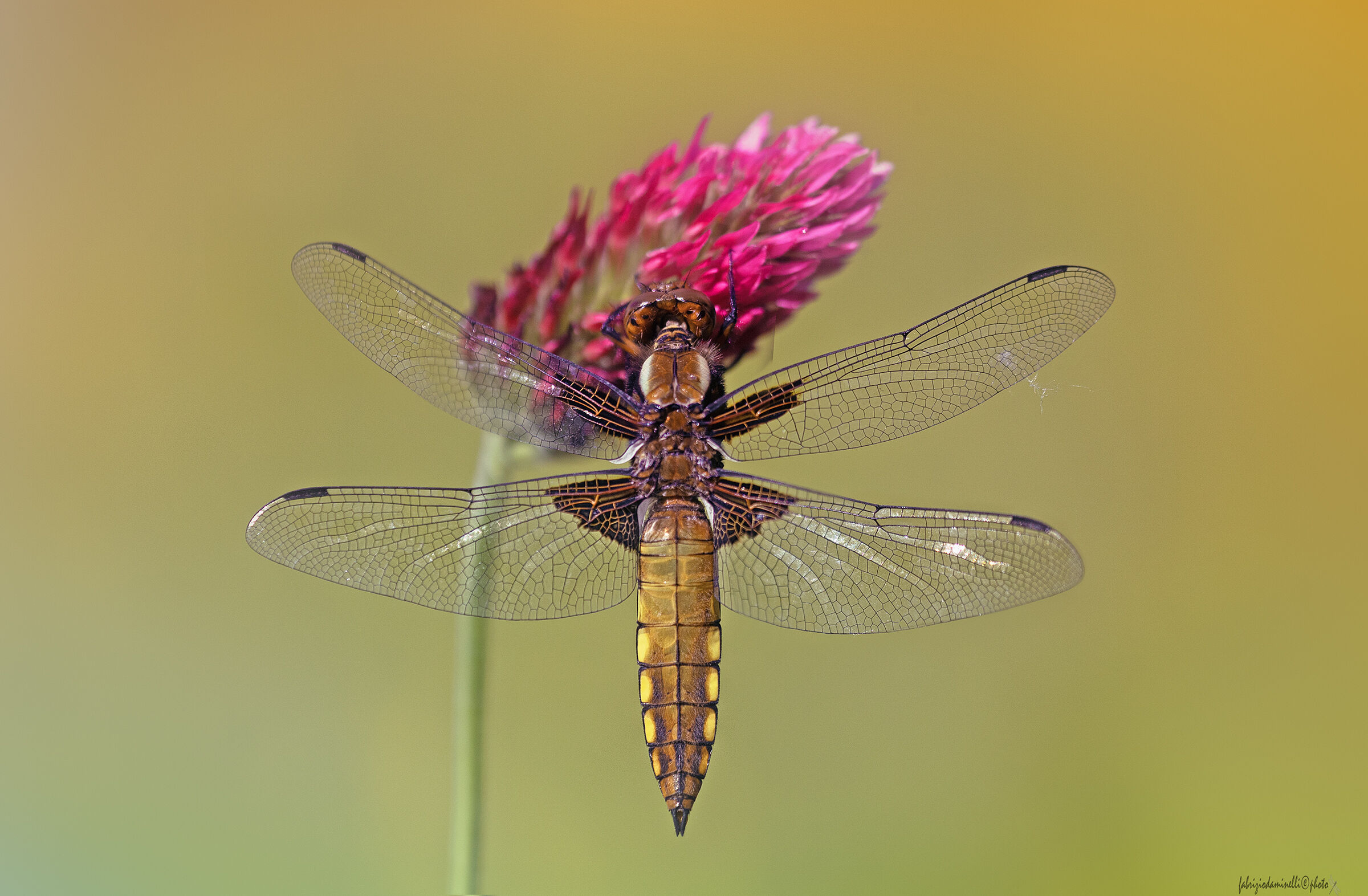 Depressed dragonfly