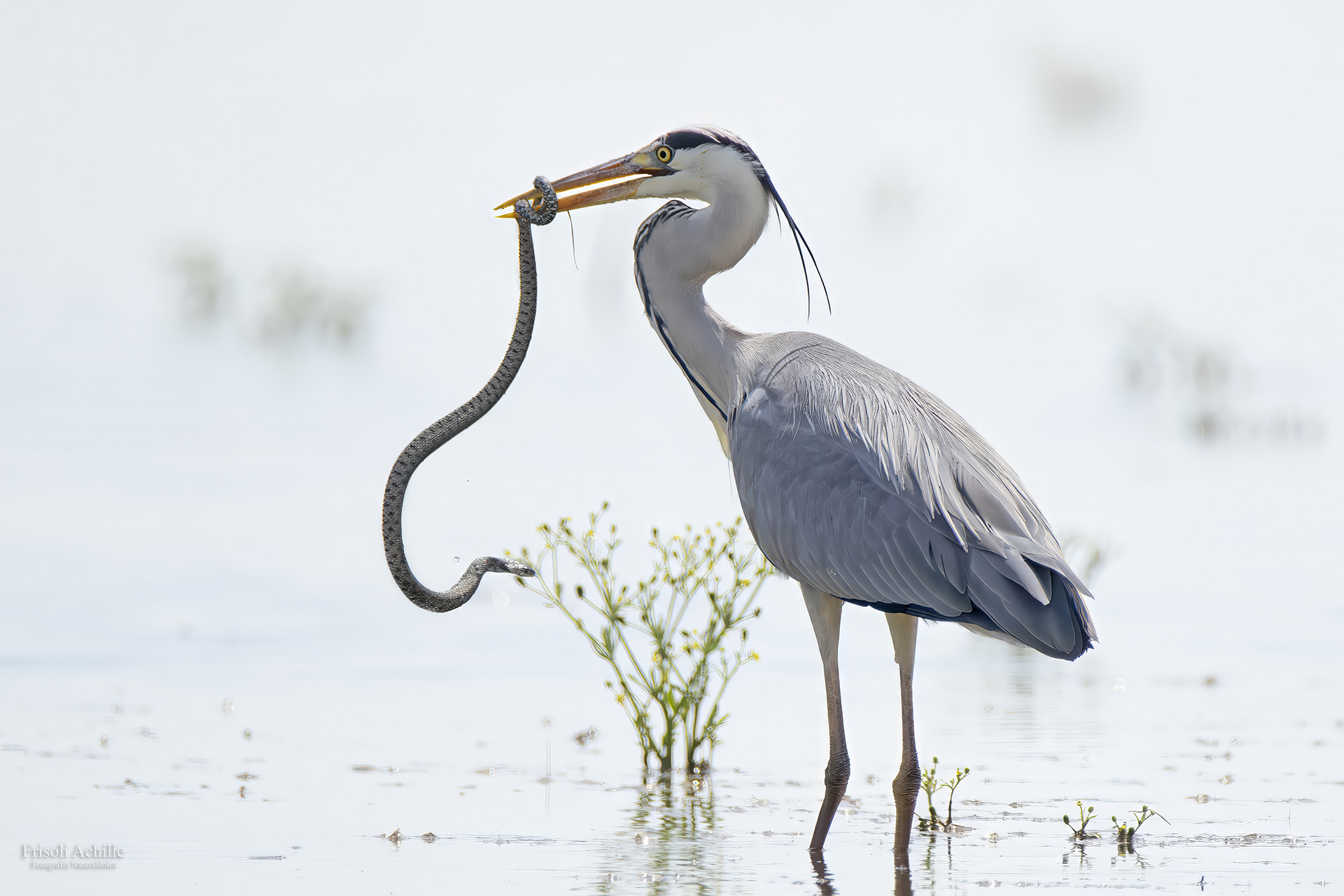 Grey Heron vs Natrix