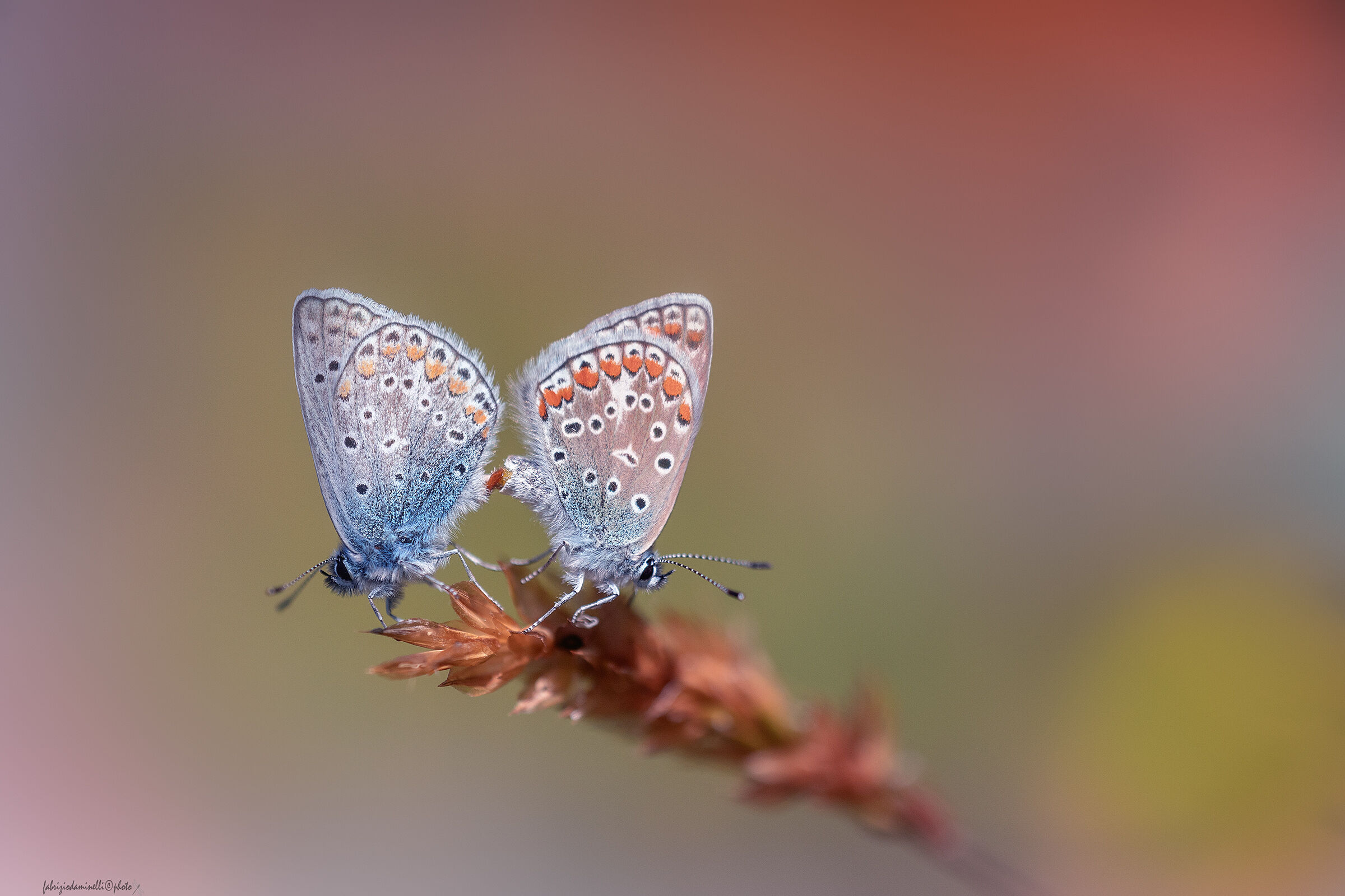 Polyommatus icarus - copula