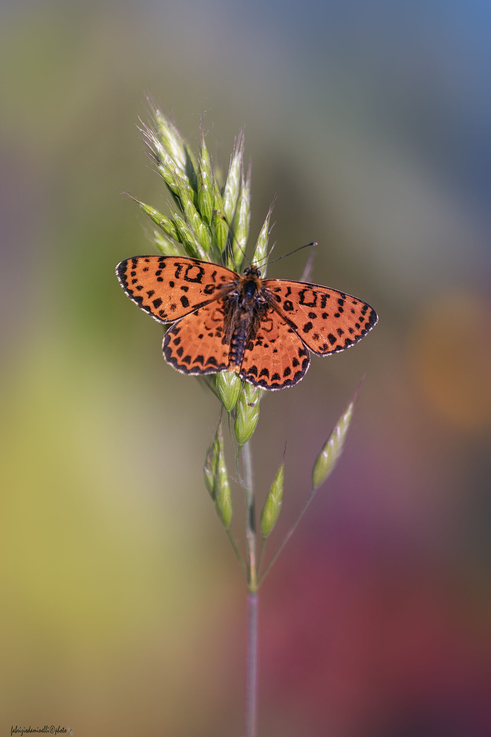 Melitaea didyma