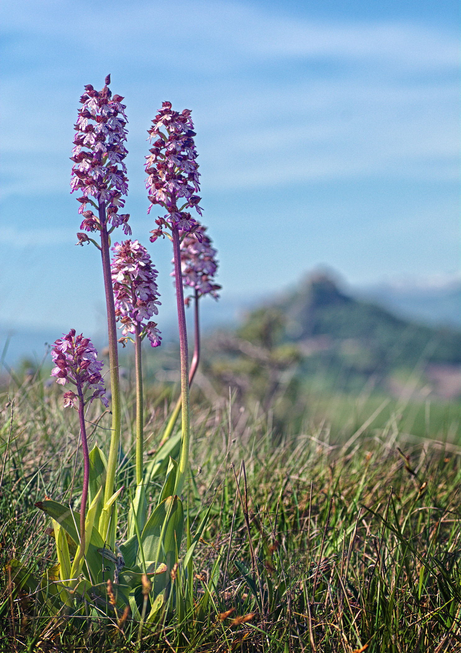 Orchis Purpurea - Rossena