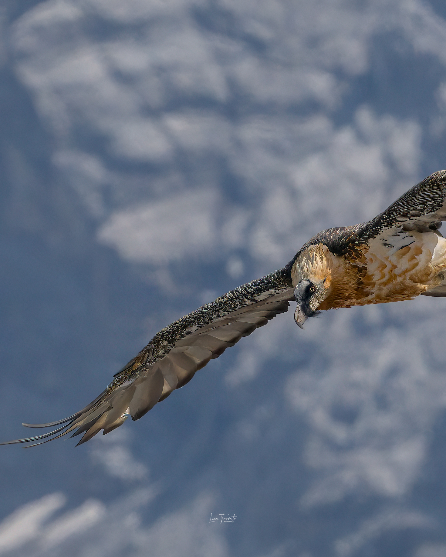 Bearded Vulture