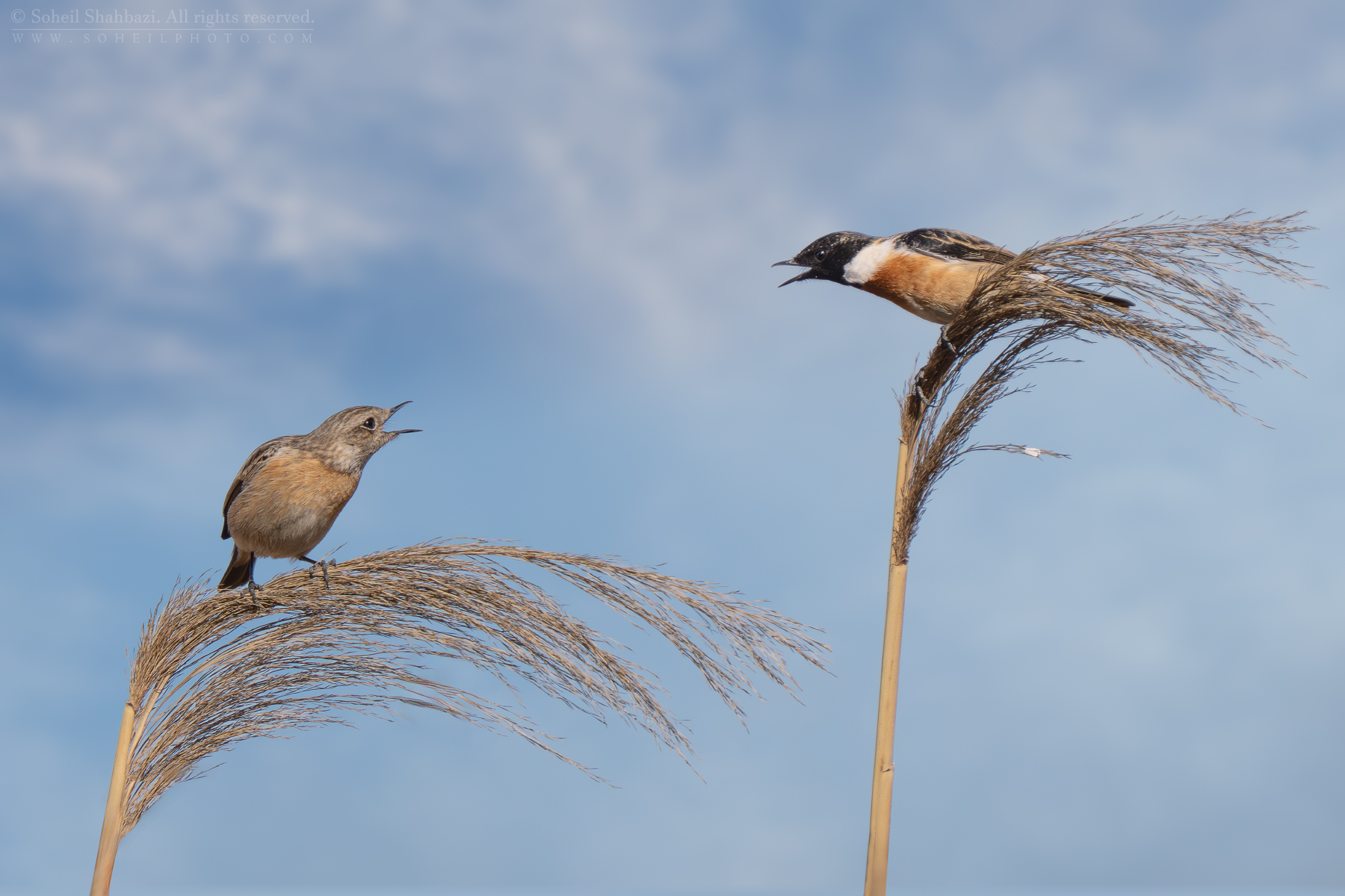 Siberian stonechat