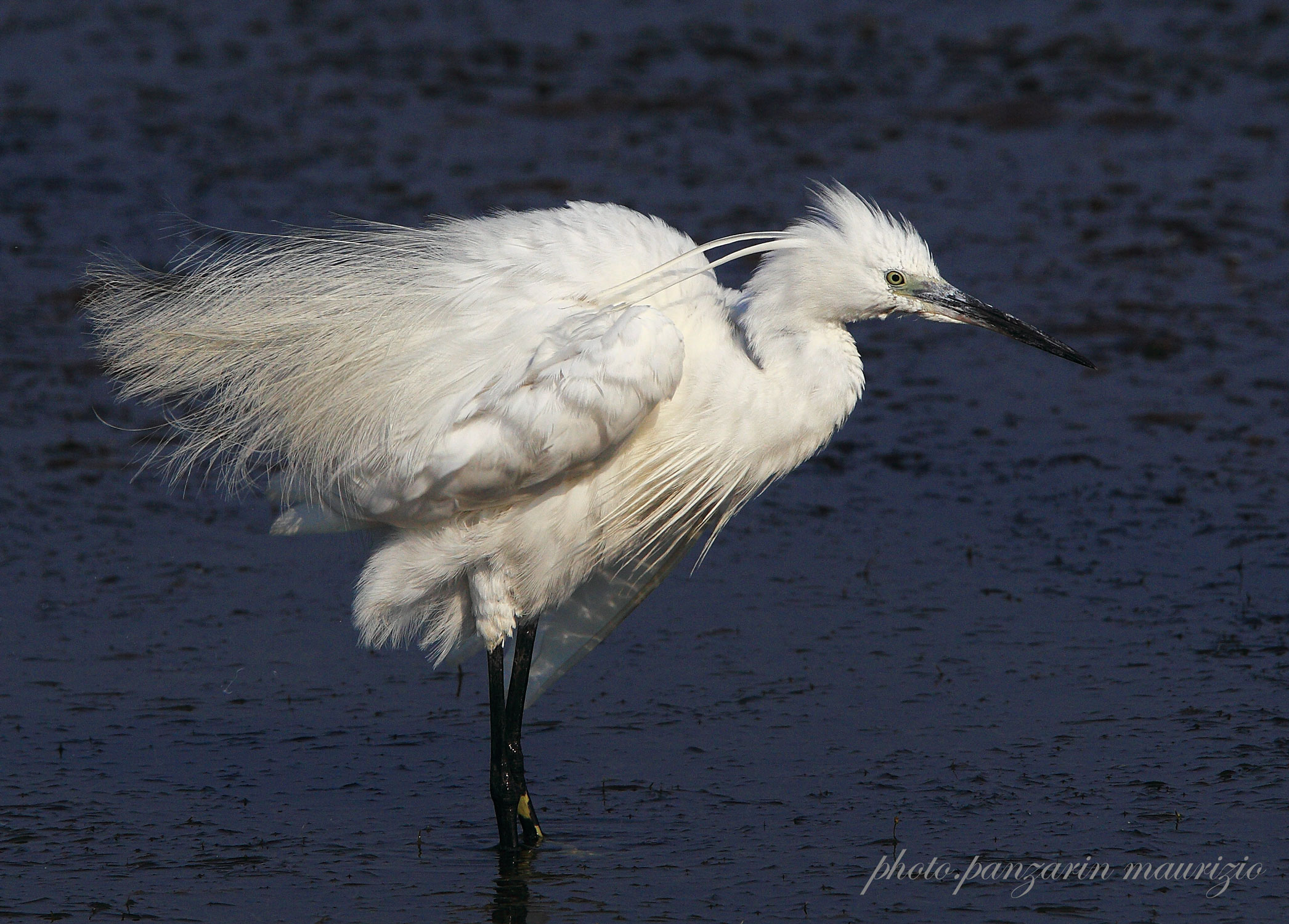egret ruffled