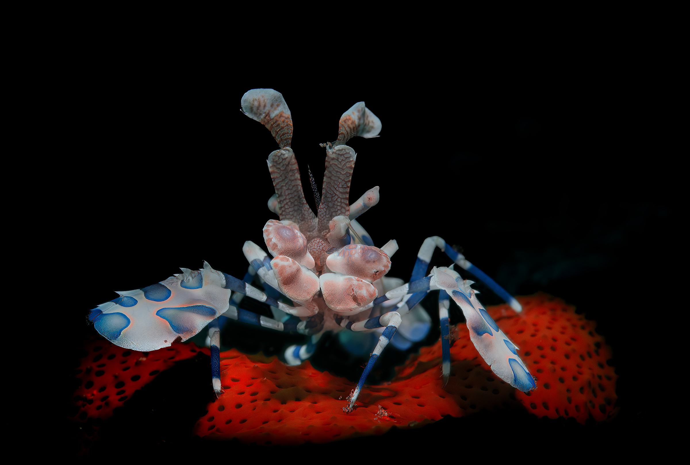 hymenocera picta gambero ar×