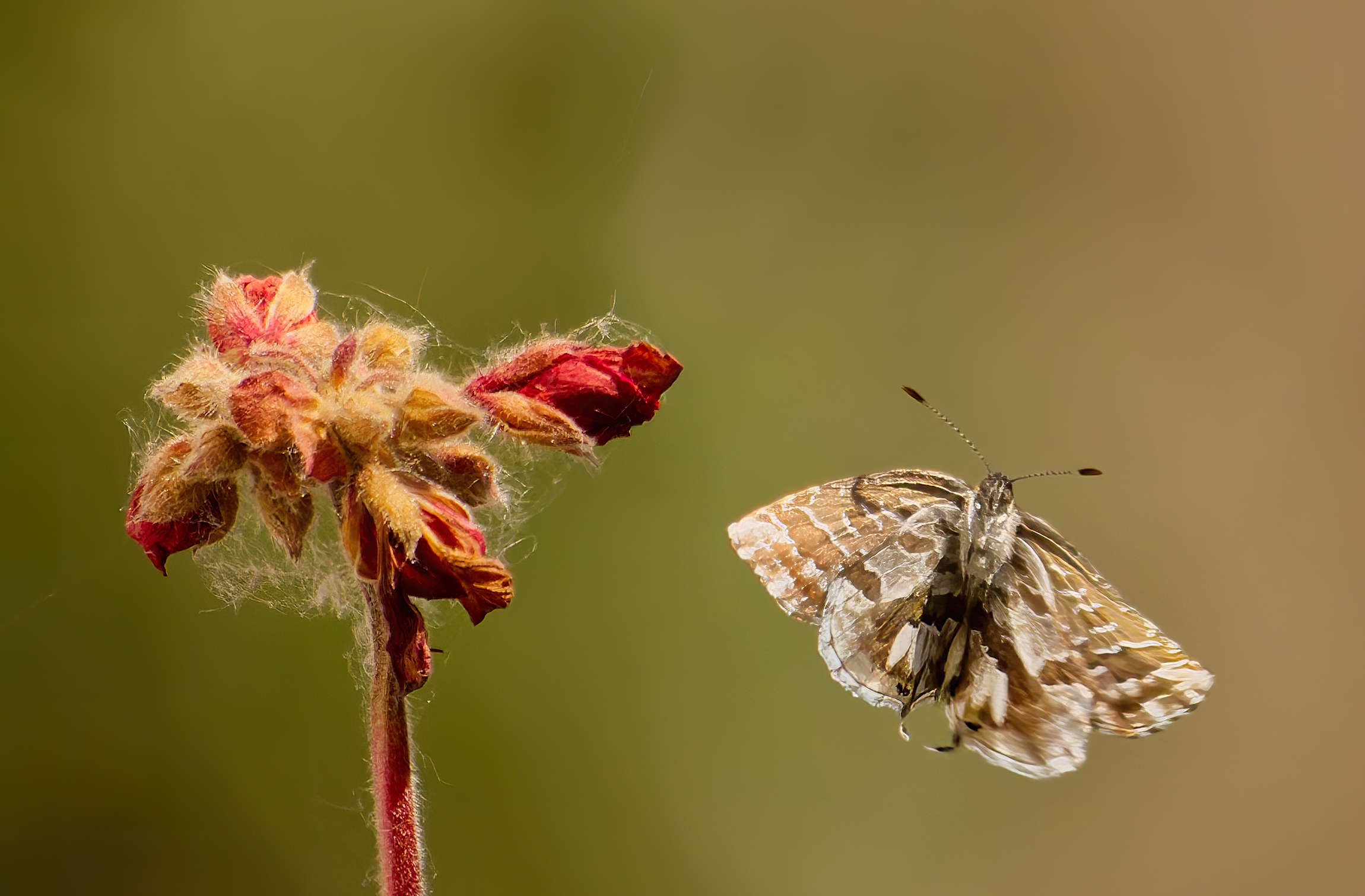 Geranium licenide
