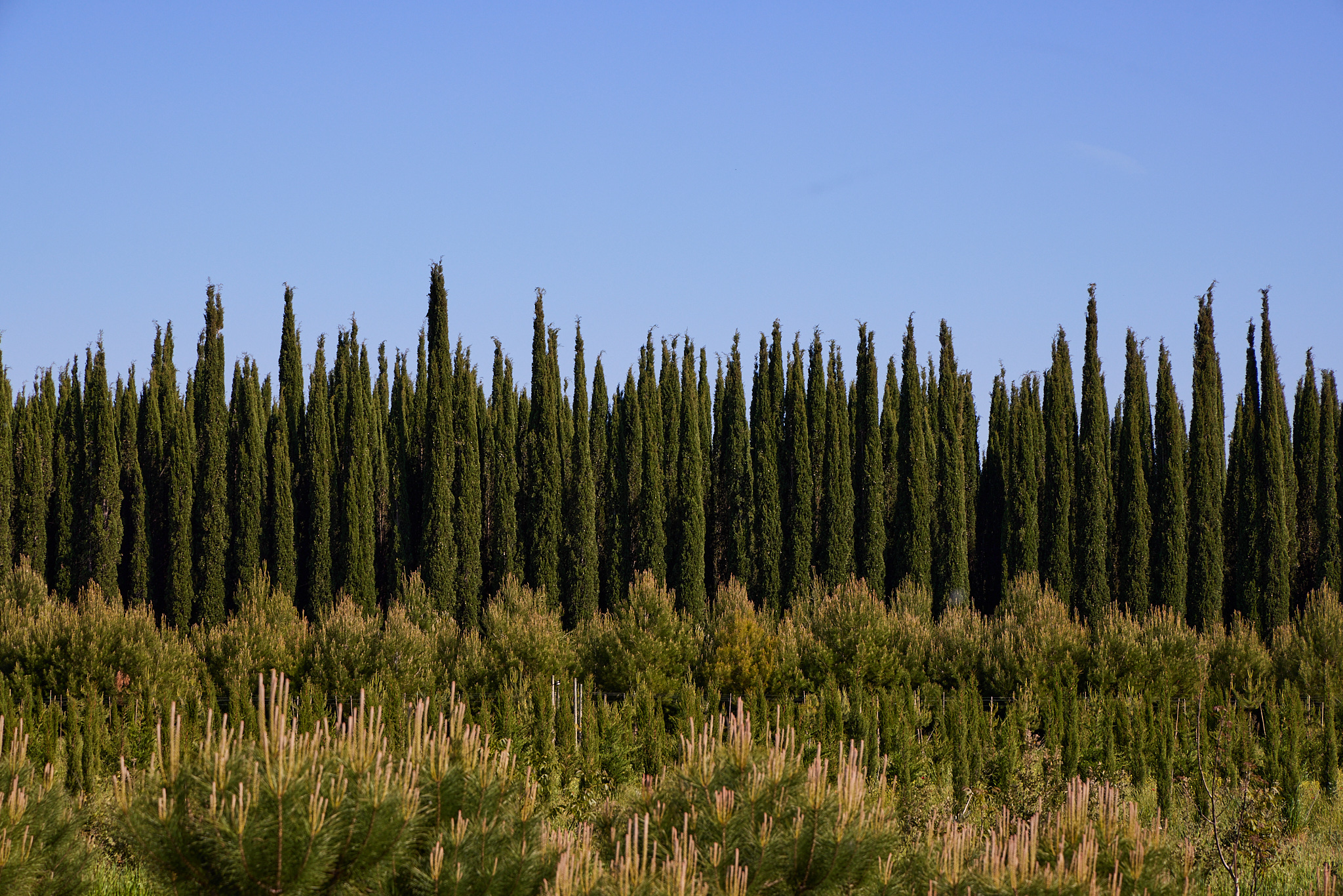 CipressiAttenti