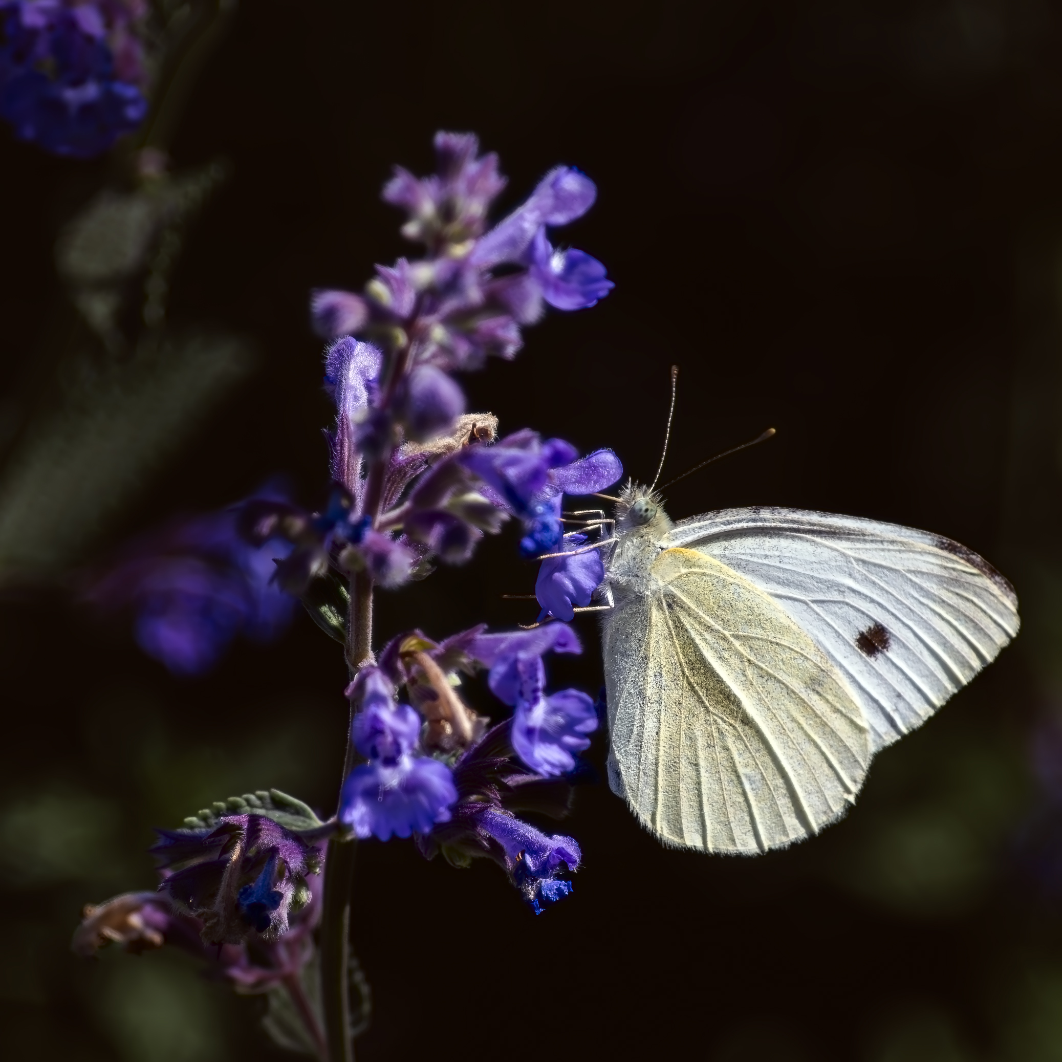 Luce Bianca