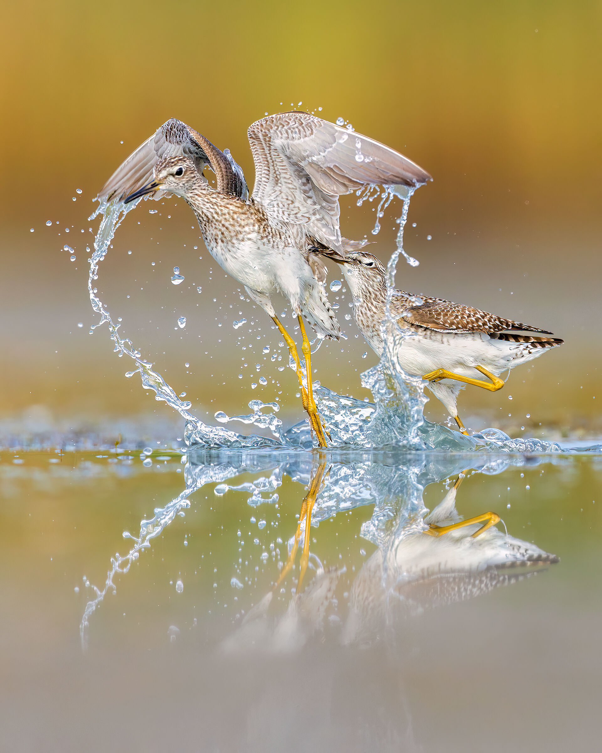 Wood Sandpiper