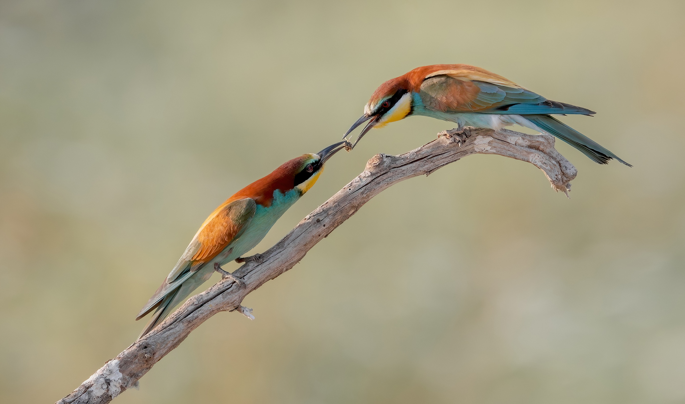 bee eaters