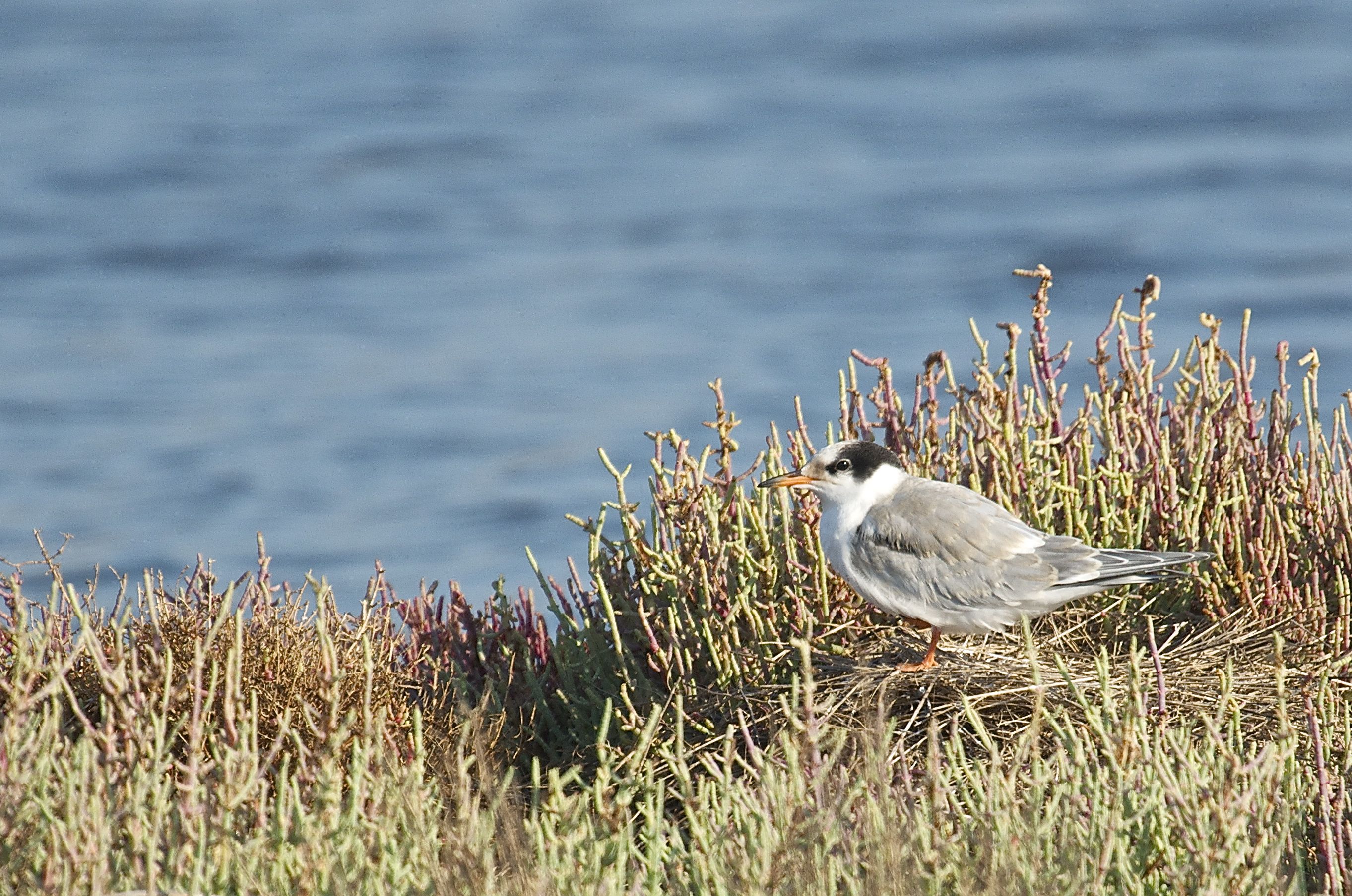 Su Pippi'u in domu sua