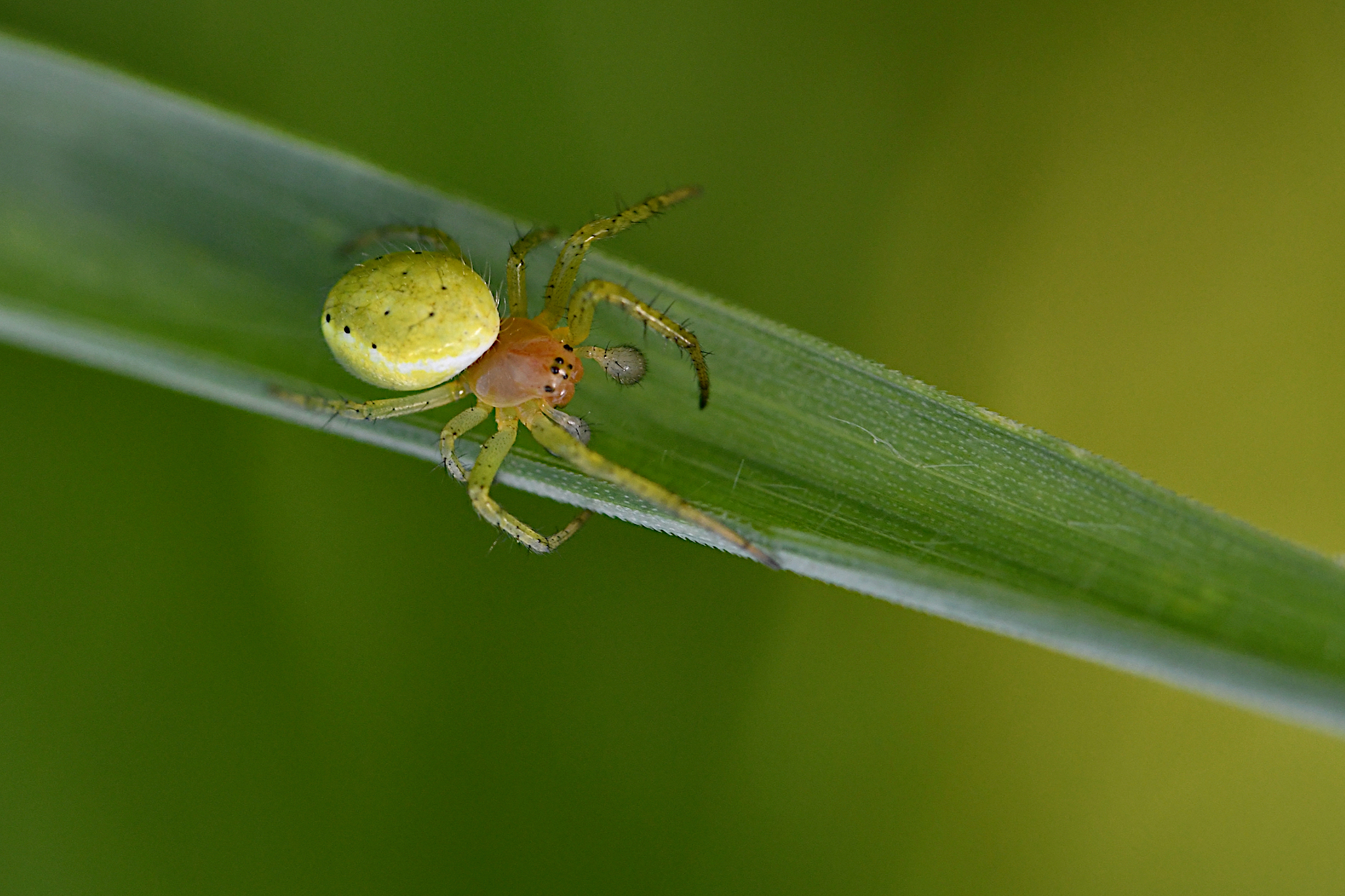 Araniella cucubirtina