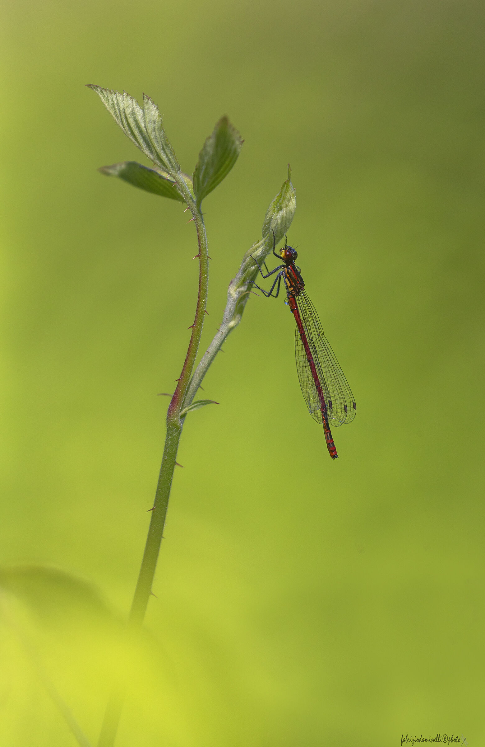 Pyrrhosoma nymphula